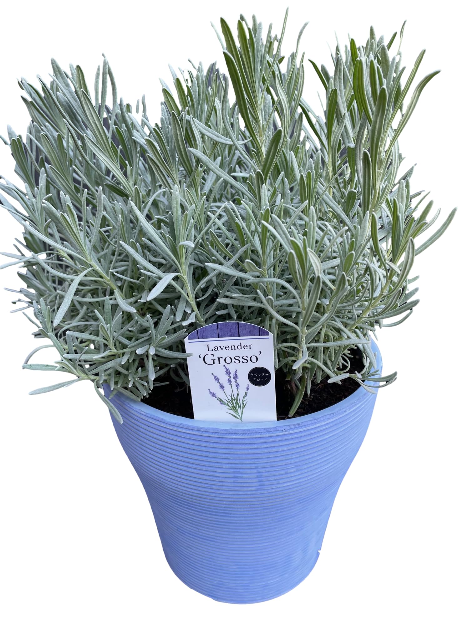 Amazon.co.jp: 【季節の新鮮花苗 寄植え ラベンダー「グロッソ」（鉢色