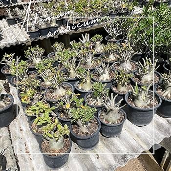 Amazon｜アデニウム アラビカム 鉢植え (5号) 砂漠のバラ デザート