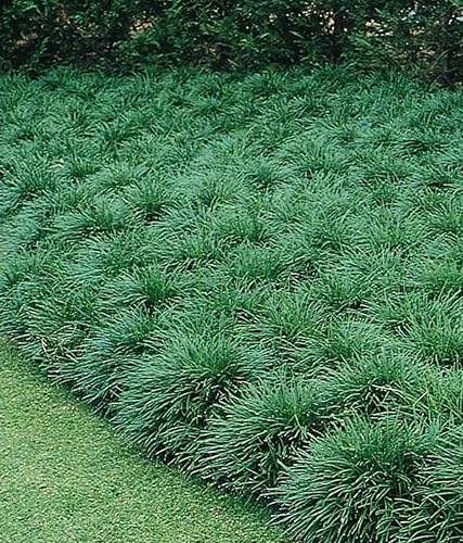 50 MONDO HIERBA desnuda Ophiopogon japonicus Liriope