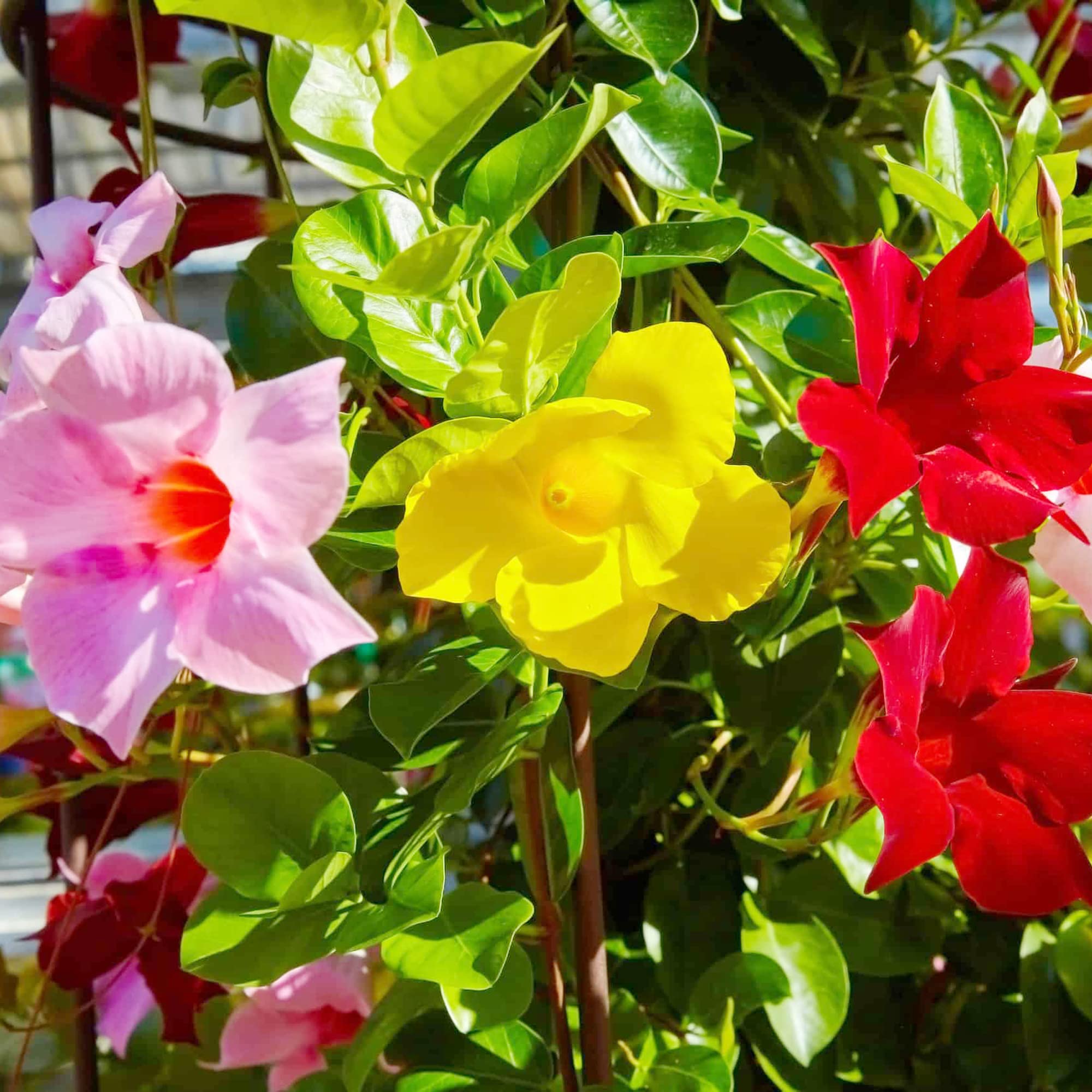 Mandevilla Sanderi Seeds Brazilian Jasmine Beautiful and Colorful Fragrance Blooms Easy Care Requirement Popular Choice for Gardens, Landscapes, and Containers 100Pcs by YEGAOL Garden