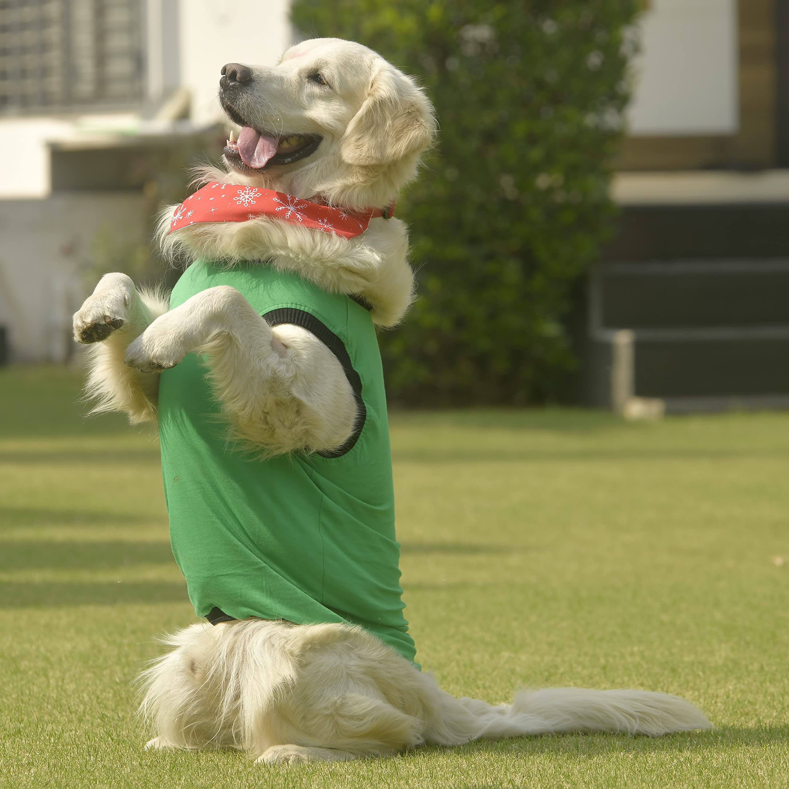 GROOMSOME Round Neck Sleeveless T-Shirt for Dog; Colour- Green (Size-Medium) Pack of 1 (B09QF1DSFJ) Amazon Price History, Amazon Price Tracker