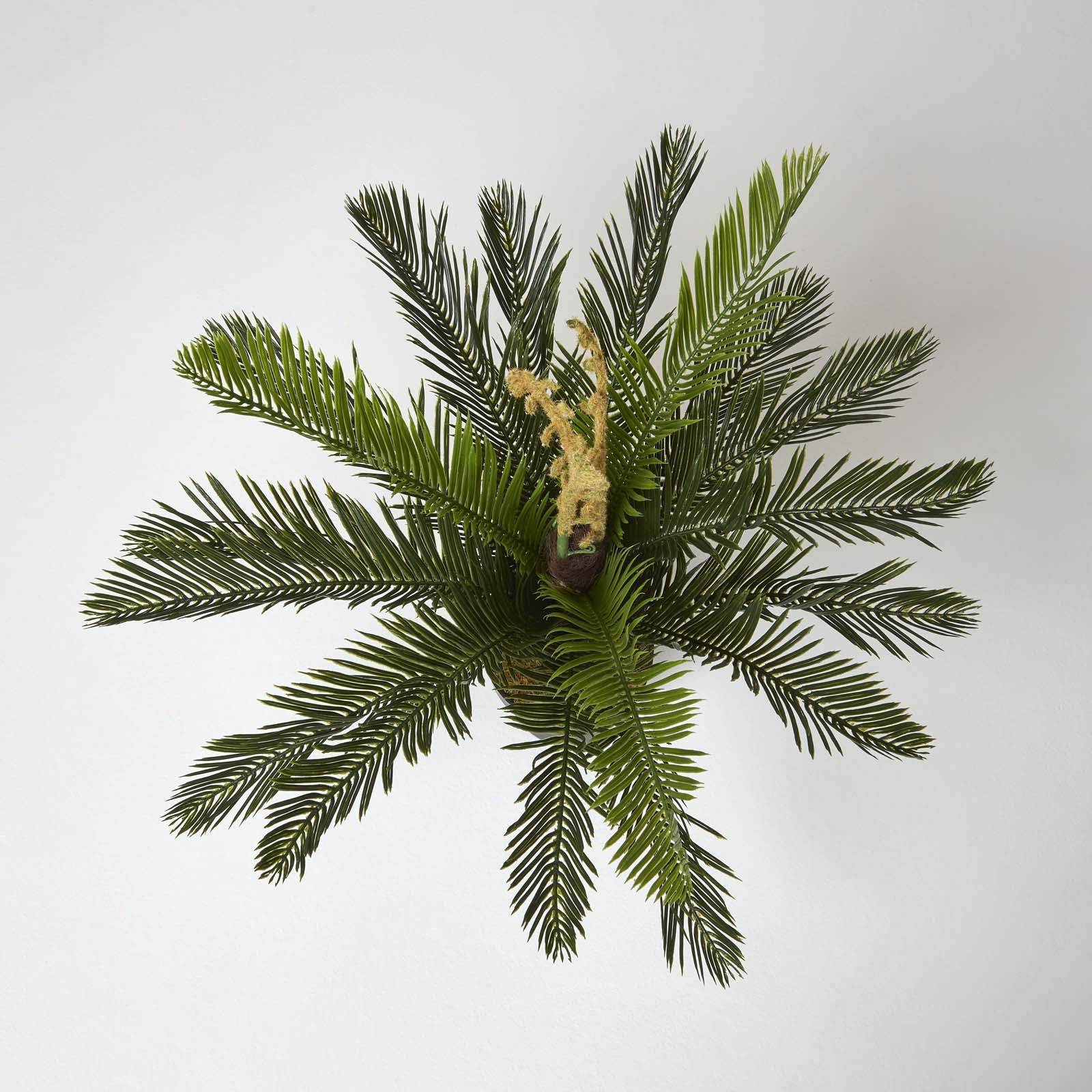 Homescapes, pianta artificiale “Cycas revoluta” con vaso nero, 75 cm