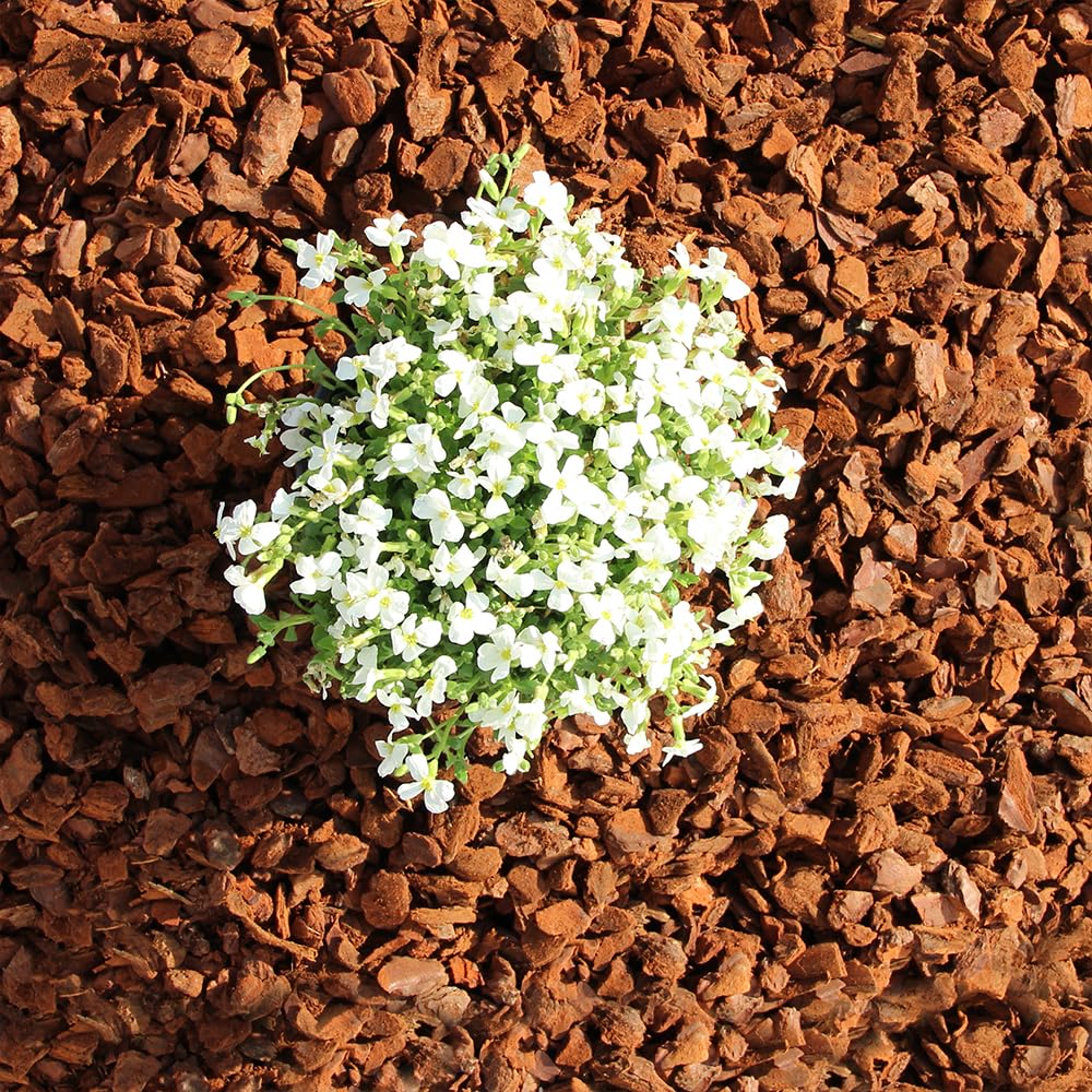 Terra Discount Premium Pinie 600 Liter | fein, mittel, grob oder extra grob | Pinienrinde: Der besondere Rindenmulch | Pinienborke als dekorativer Bodenbelag (grob (Körnung 10-25 mm))