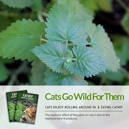 Miniatura 4 de Semillas de hierba gatera para plantar, 5 paquetes con instrucciones para plantar y cultivar hierbas para tu gato en interiores o exteriores en tu