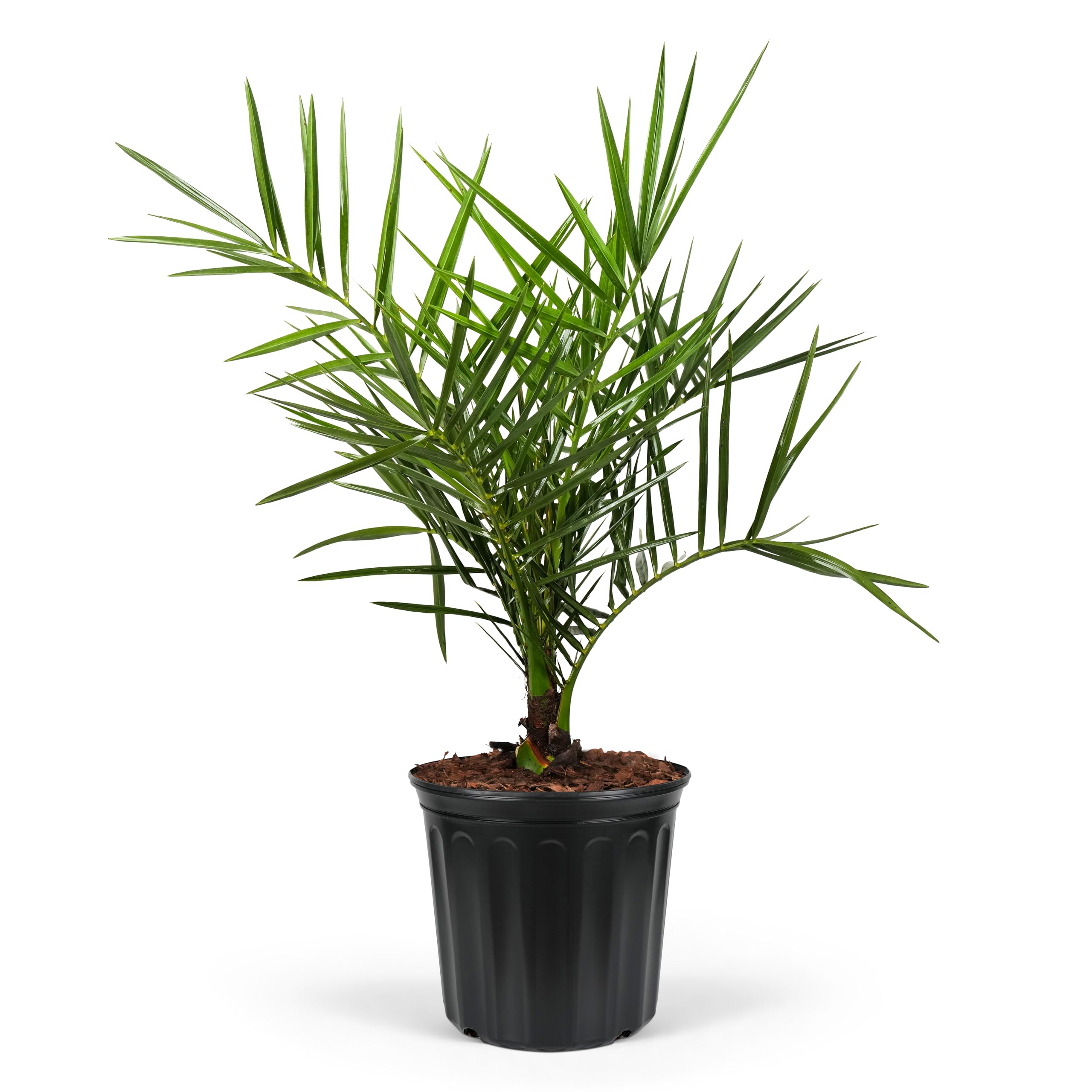 SALSATION レギンス サルセーション Palm Tree SALSATION サルセーションウェア 新作未使用