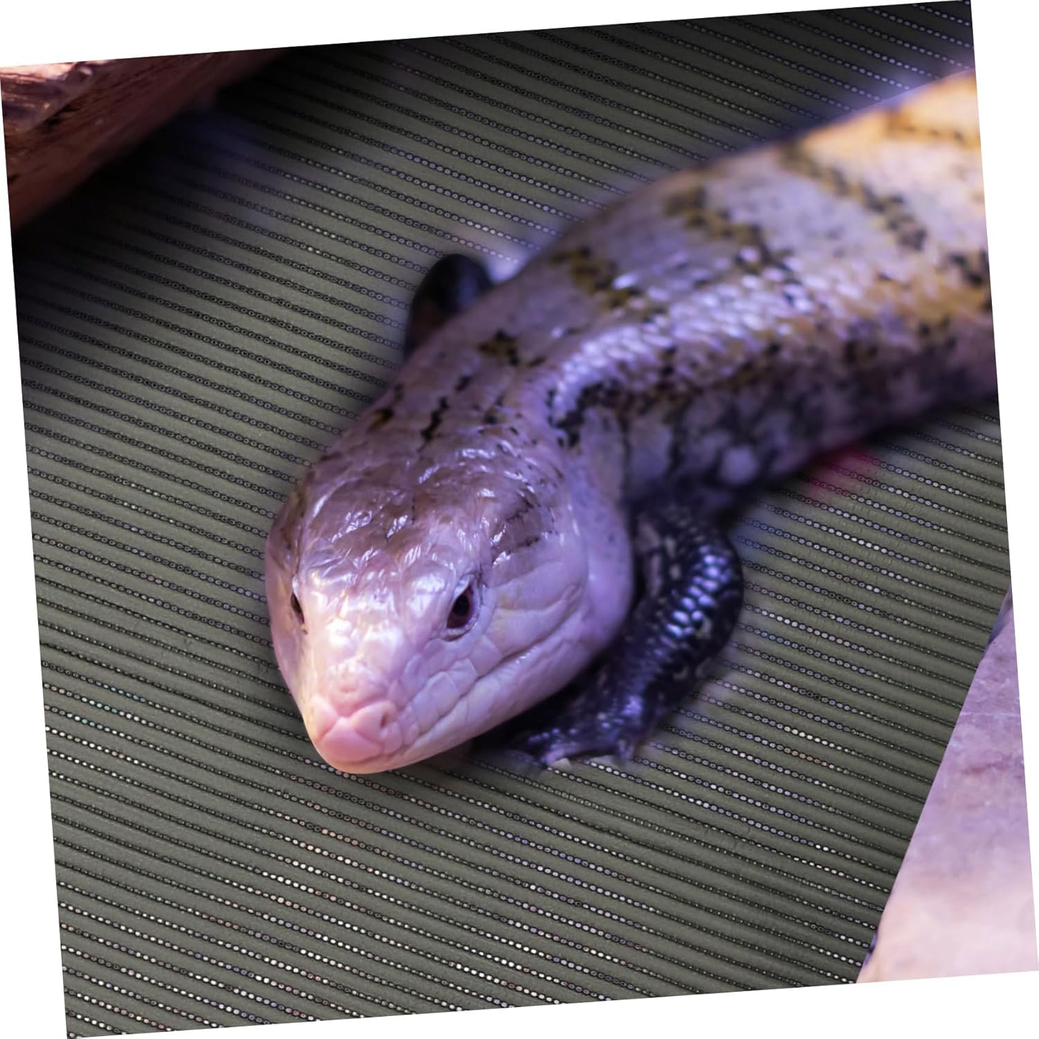 BESPORTBLE Reptile Carpet Mat and Moisturizing Pad Terrarium Snake Bedding Lizard Bedding Reptile Terrarium Mats