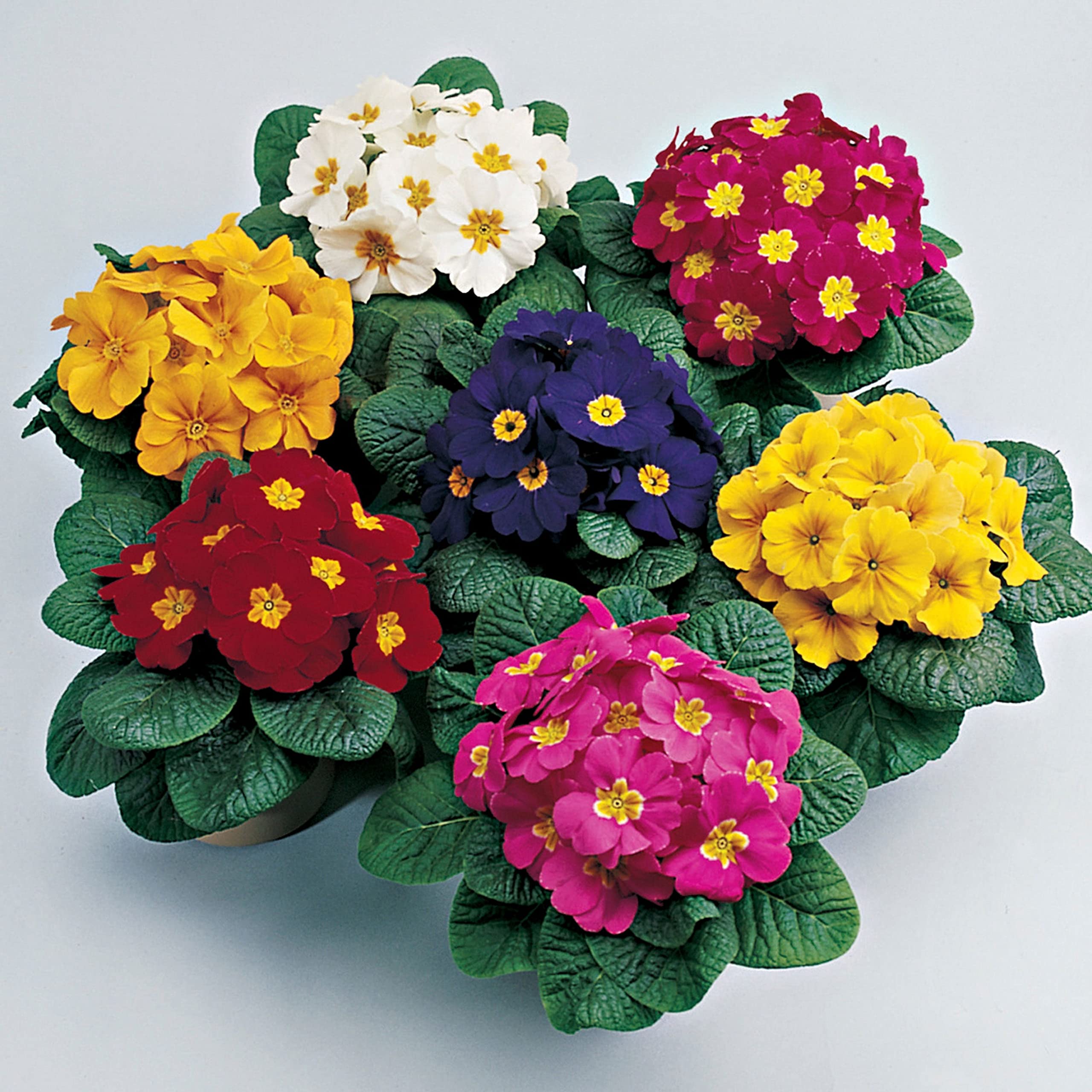 Live Green Primula - Primerose Mixed Flower Seeds - Variety Su
