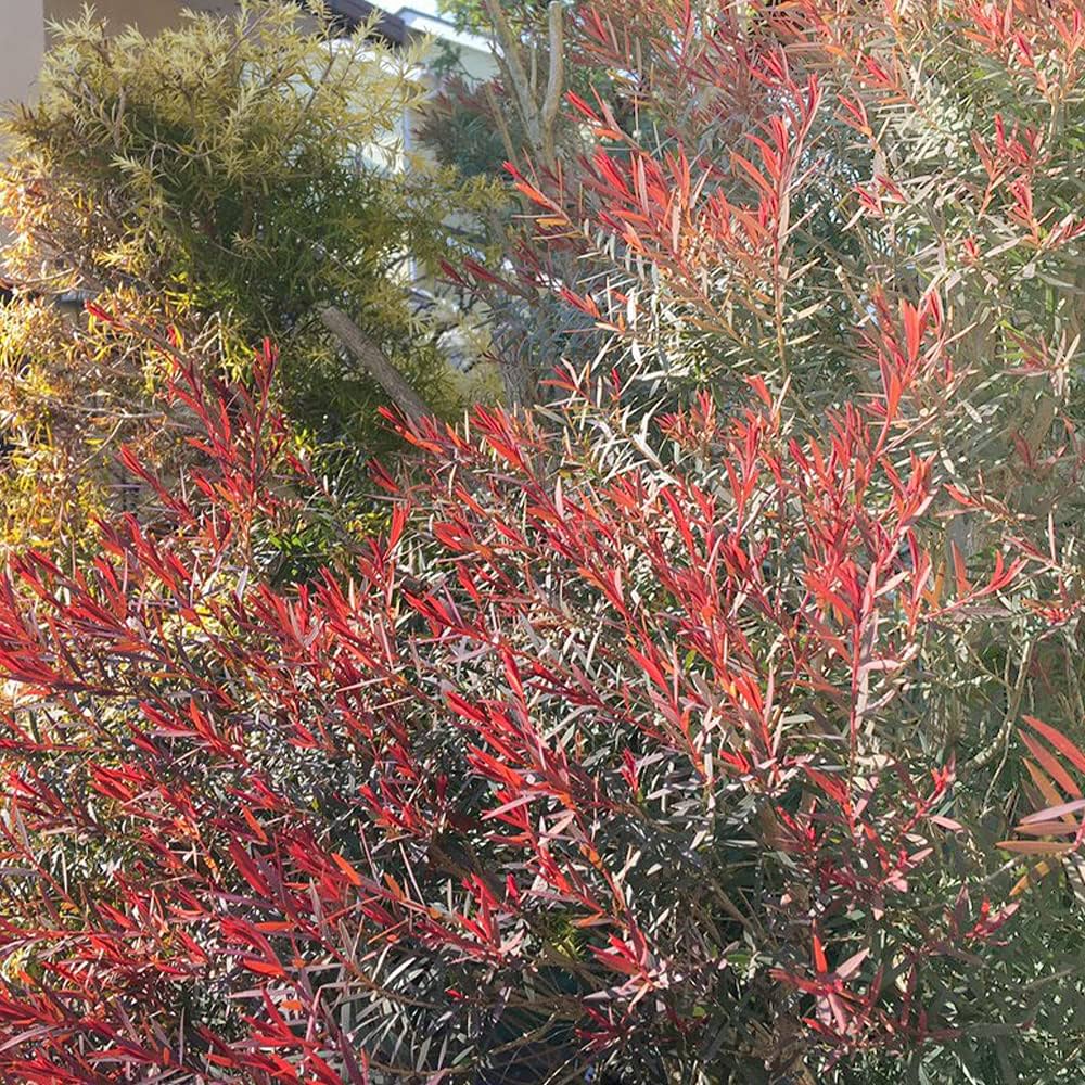 良品。メラレウカ レッドジェム1.5M(鉢底から)品番B メラレウカ レッドジェム 樹高1.5m以上(鉢底から）9号ポット