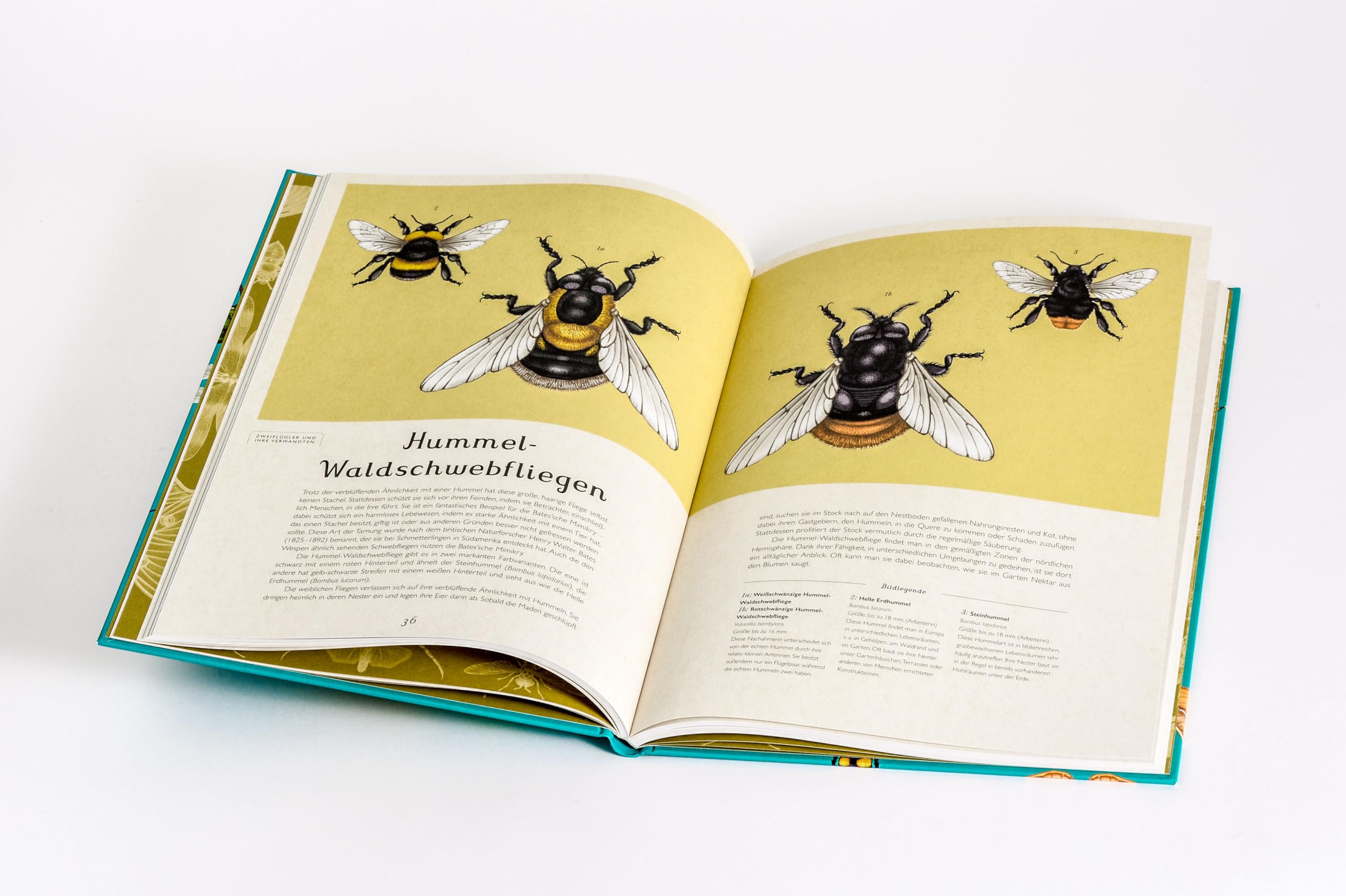 Das Museum der Insekten: Eintritt frei! - Sachbilderbuch im Großformat für Kinder ab 8 Jahren mit faszinierenden Illustrationen von Emily Carter: 16