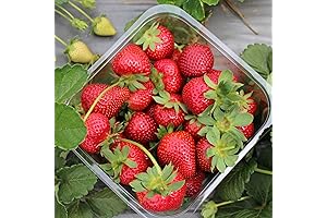 Quinalt Everbearing Strawberry Plants - Strawberry Plants That Yield Abundant Sweet Strawberries All Season Long
