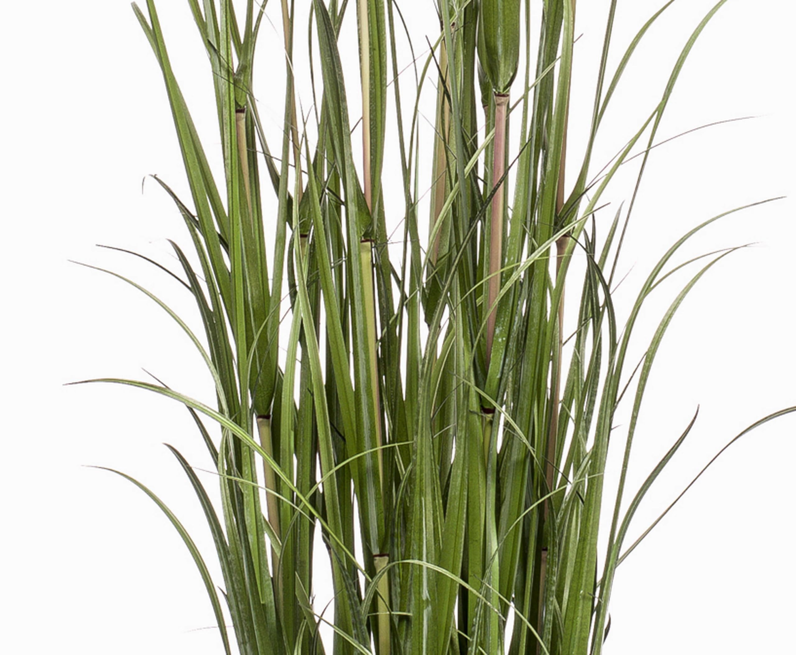 artplants.de Herbe de la Pampa Artificielle Alcantara, Vert, 160cm