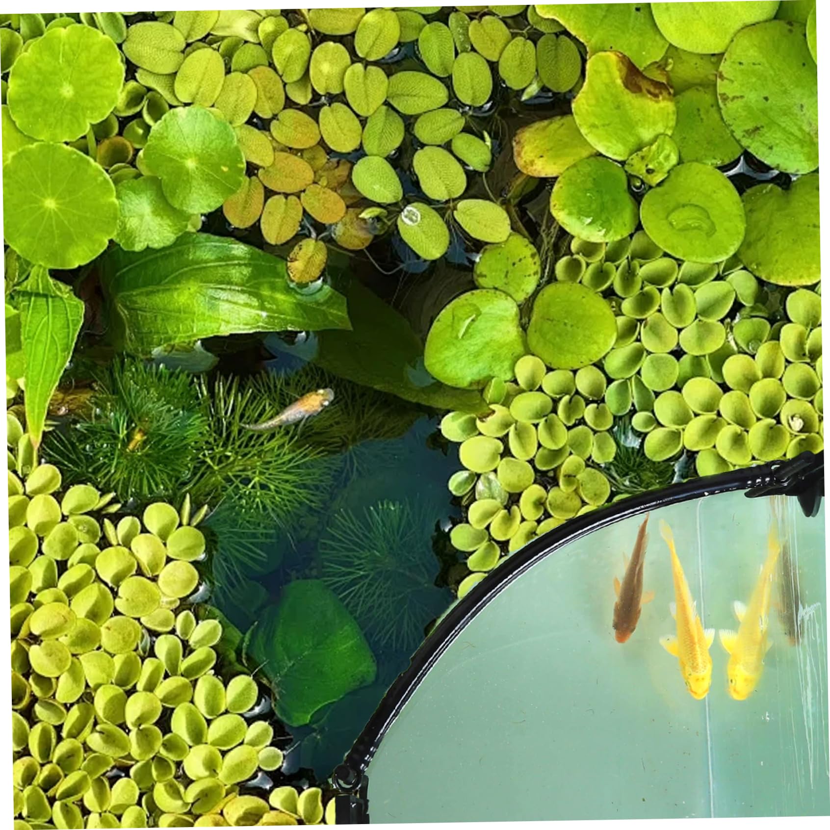 1set de Poisson-Anneau d'alimentation, barrière de Plante Flottante se sépare