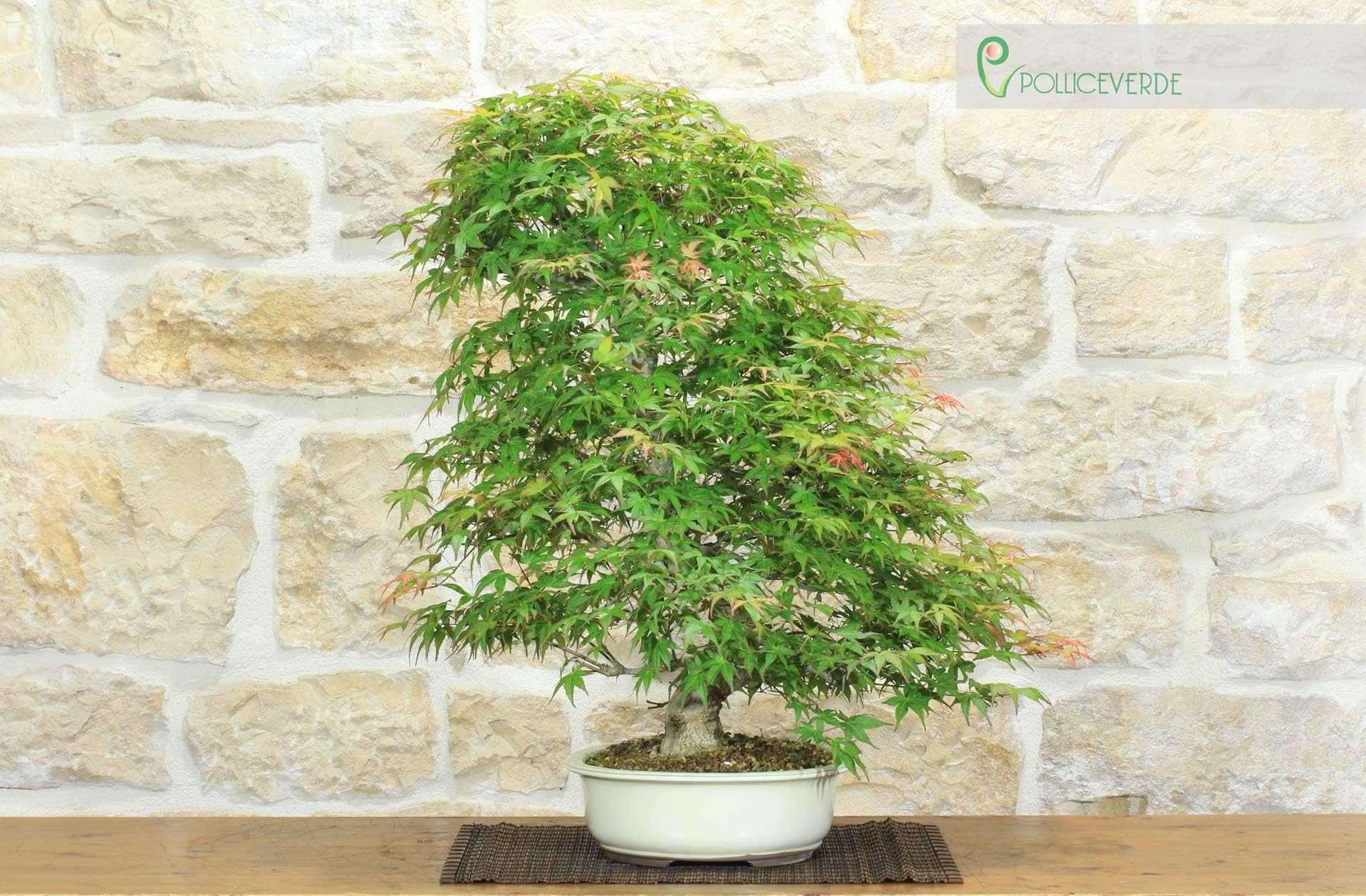 Bonsai di Acero Palmato Yamamomiji (12)