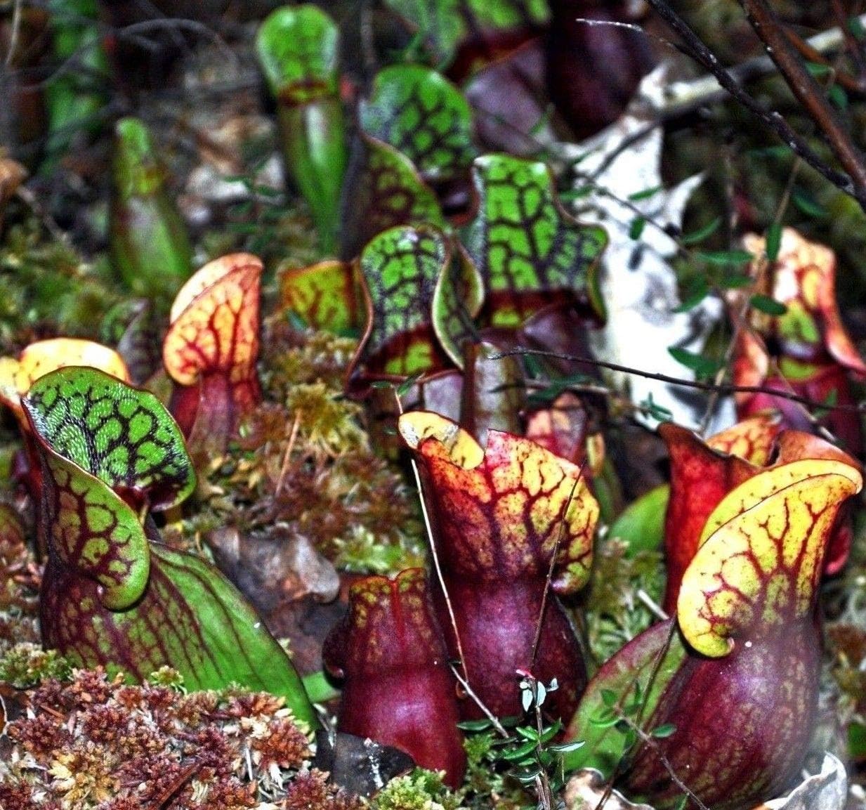 40 Seeds: Purple Pitcher Plant Sarracenia purpurea, Hardy Zones 3-8! Native Bulk Seeds