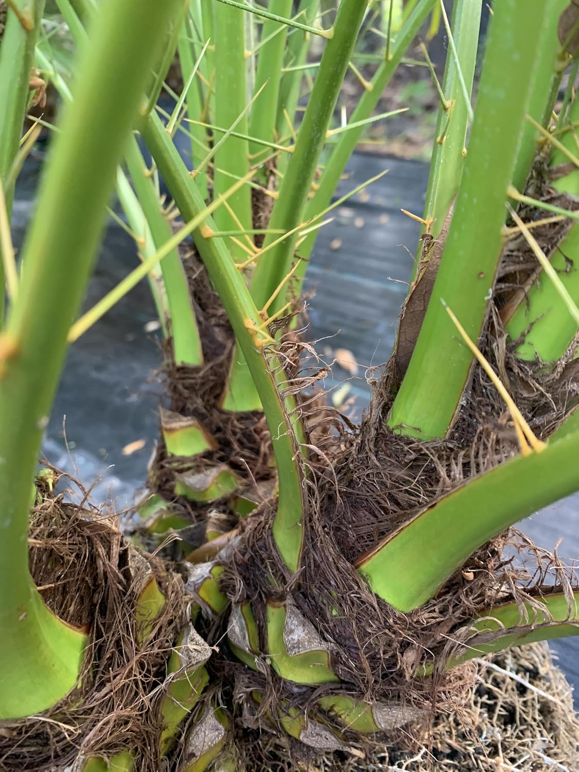 Pygmy Date Phoenix Roebelleni 3 feet Tall Palm Tree Tropical Indoor Outdoor Live Plant Eddies Acres NO Ship to California