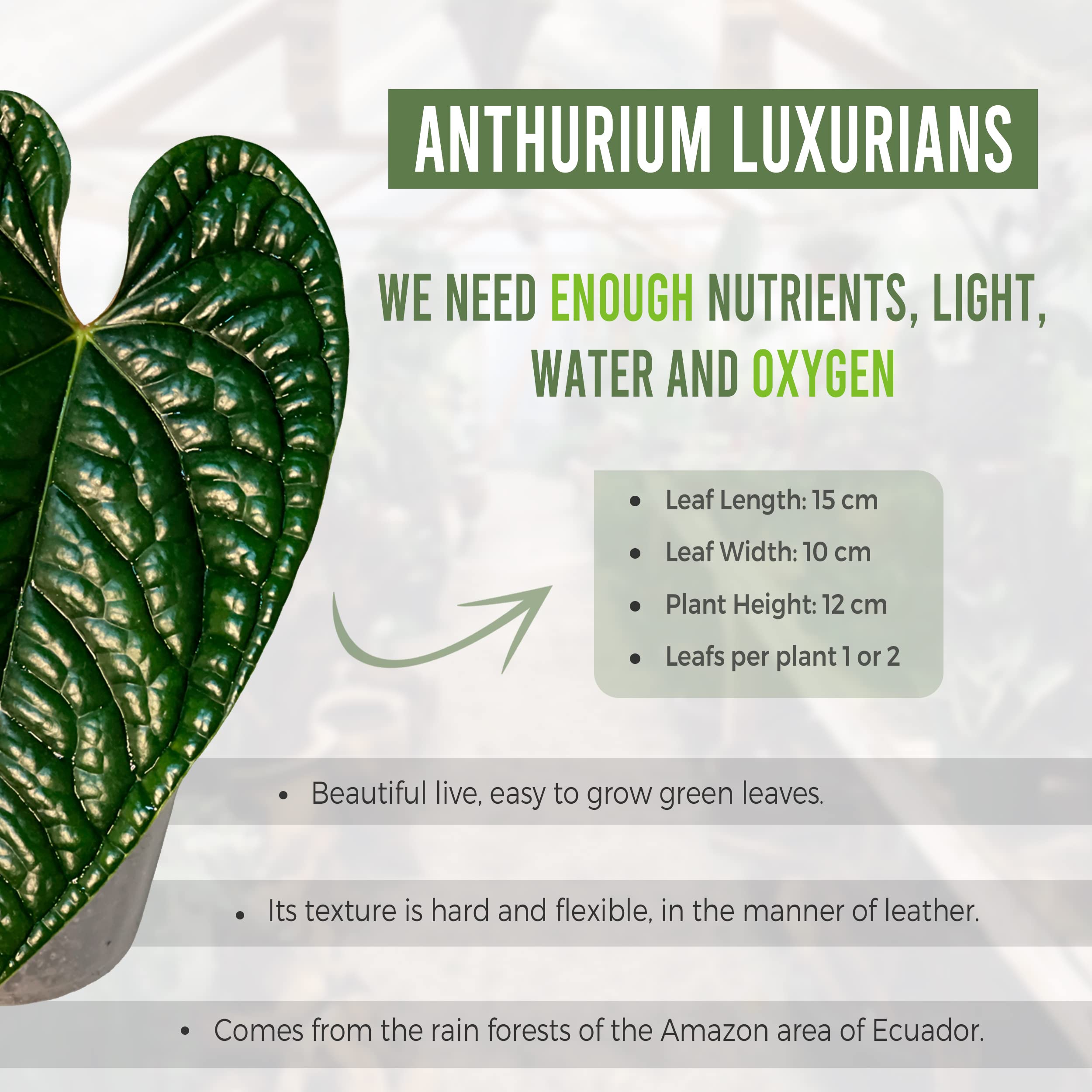 Amazon.com : LEAL PLANTS ECUADOR Anthurium Luxurian | Exotic Green
