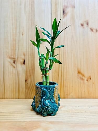 Miniatura 2 de Bambú de la suerte en jarrón redondo de cerámica elefante 3 tallo 6 "6" 8" bambú