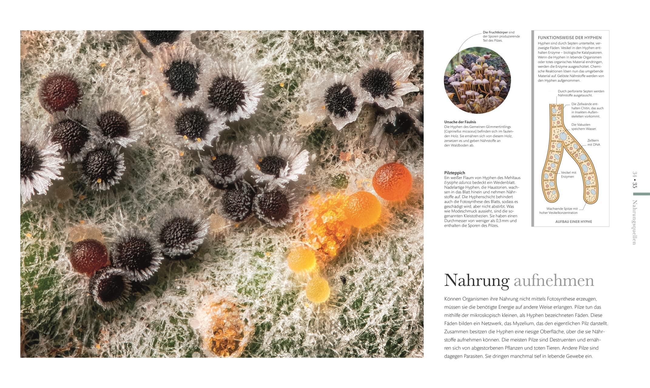 Mikrokosmos - Wunderwelt der kleinsten Lebewesen: Mikroskopbilder und atemberaubende Makrofotografien illustrieren die unsichtbare Welt unseres Mikrokosmos (DK Wunderwelten)
