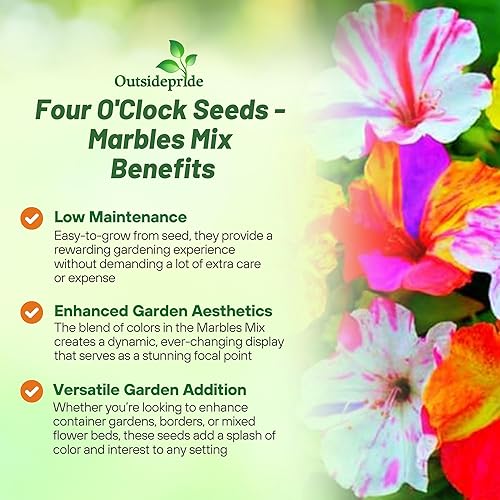 Miniatura 3 de Outsidepride 200 semillas perennes Mirabilis Jalapa Four O 'Clock Marbles Flower Seed Mix para plantar