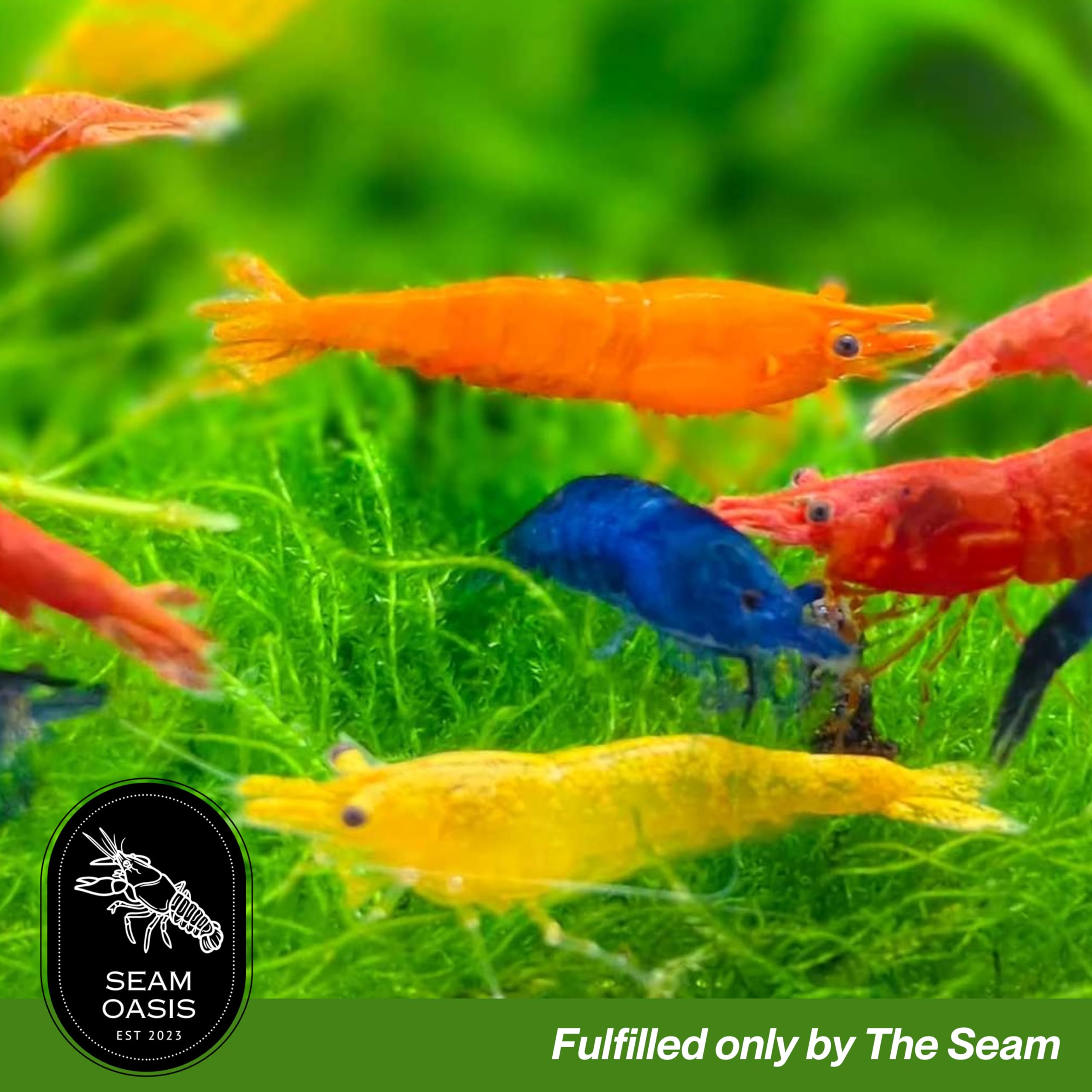 Mix Neocaridina Garnelen für lebende Garnelen Süßwasser-Aquarium - Lebendgarnelen-Ankunftsgarantie (50 Stück, gemischt)