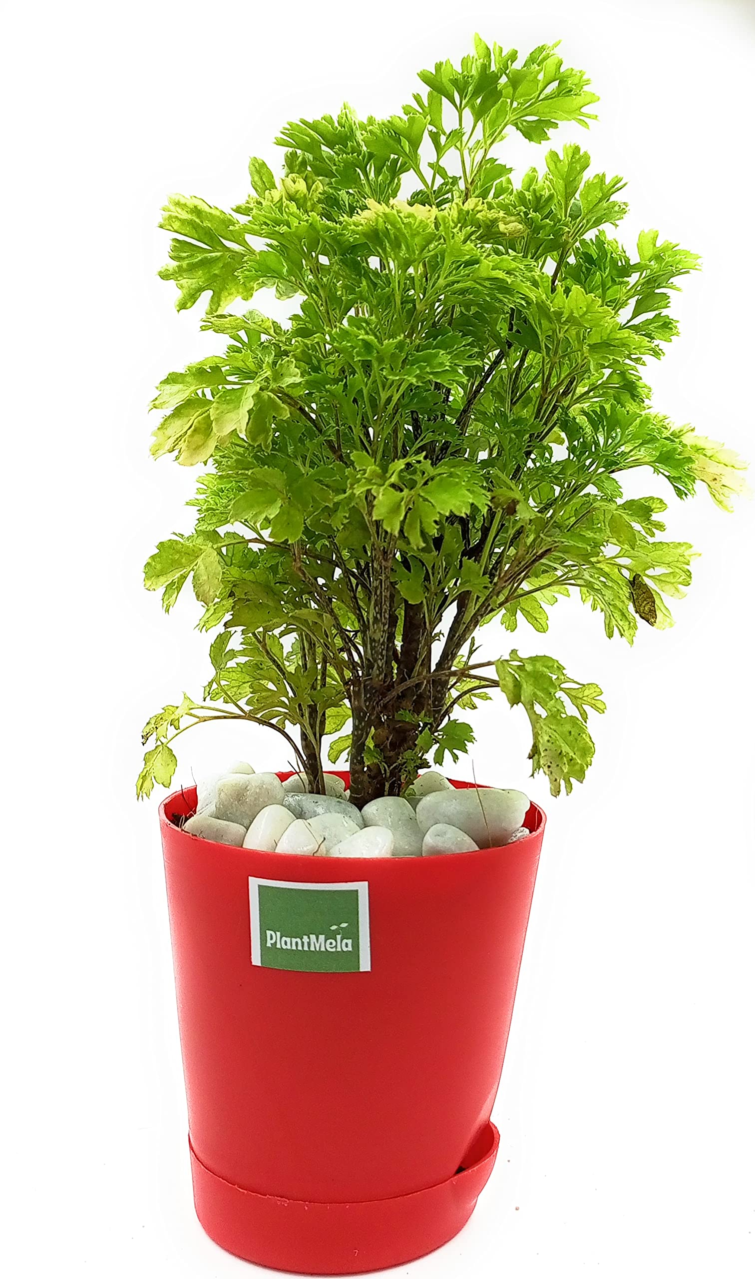 See full amazon price history chart for PlantMela Aralia Golden Live Plant with Self Watering Pot (Red) PlantMela Aralia Golden Live Plant with Self Watering Pot (Red) (B0B7K8W39X) Amazon Price History, Amazon Price Tracker
