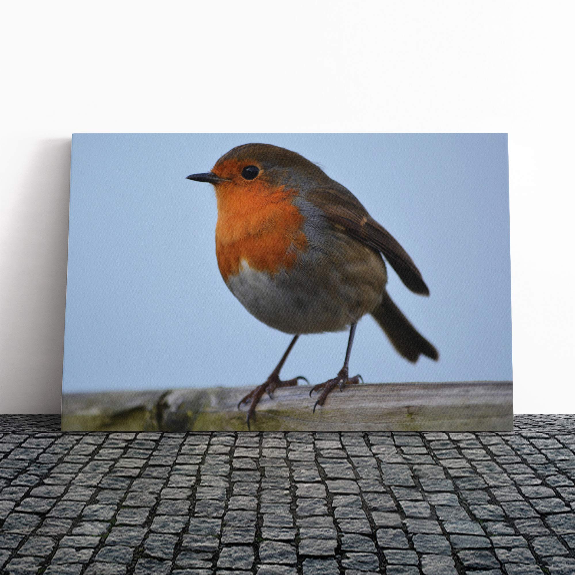 Robin Bird (2) Canvas Print | Gallery Wrapped 30mm Frame Wall Art | 20x14 inches | Ready to Hang | Modern Animals Picture | Living Room Bedroom Lounge Office