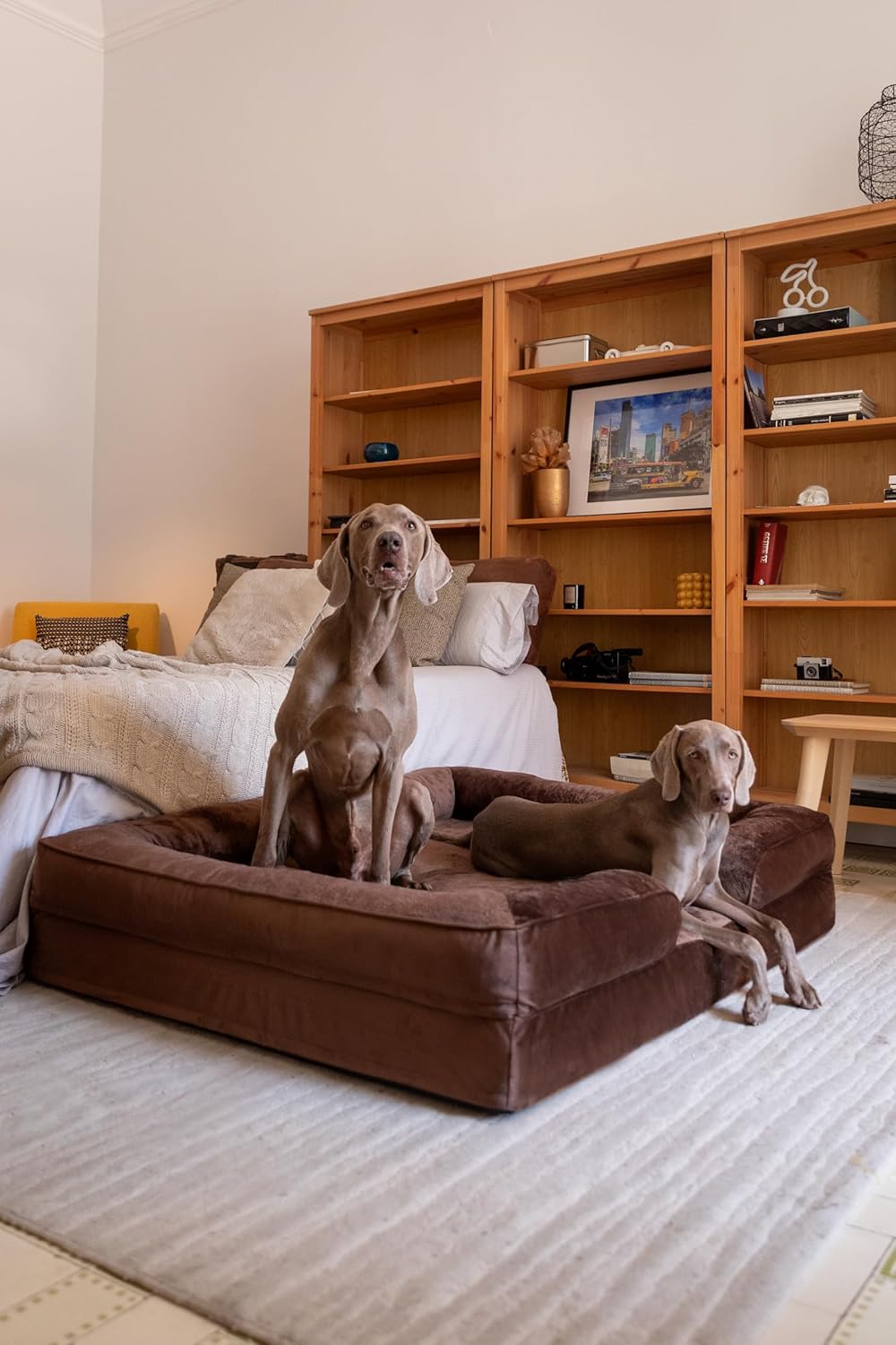 NOAH & PAW Giant Dog Bed XXL, 55x45x11 Inch, Orthopedic Dog Beds, Eggshell Memory Foam Infused with Cooling Gel, Inner Cover, Waterproof, Machine Washable (Velvet Sofa Collection)