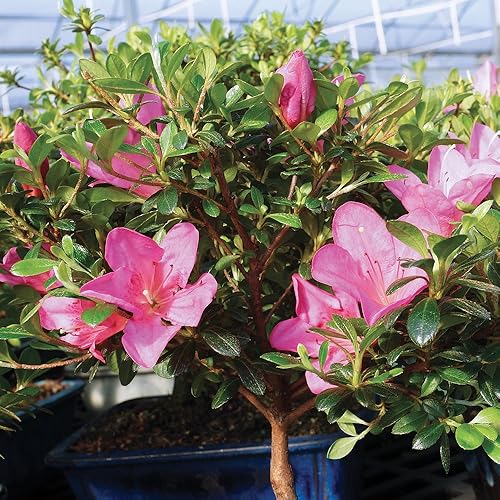 Miniatura 5 de Brussel's Live Satsuki Azalea - Árbol bonsái para exteriores, juego completo de regalo, 5 años de edad 6 a 8 pulgadas de alto con recipiente