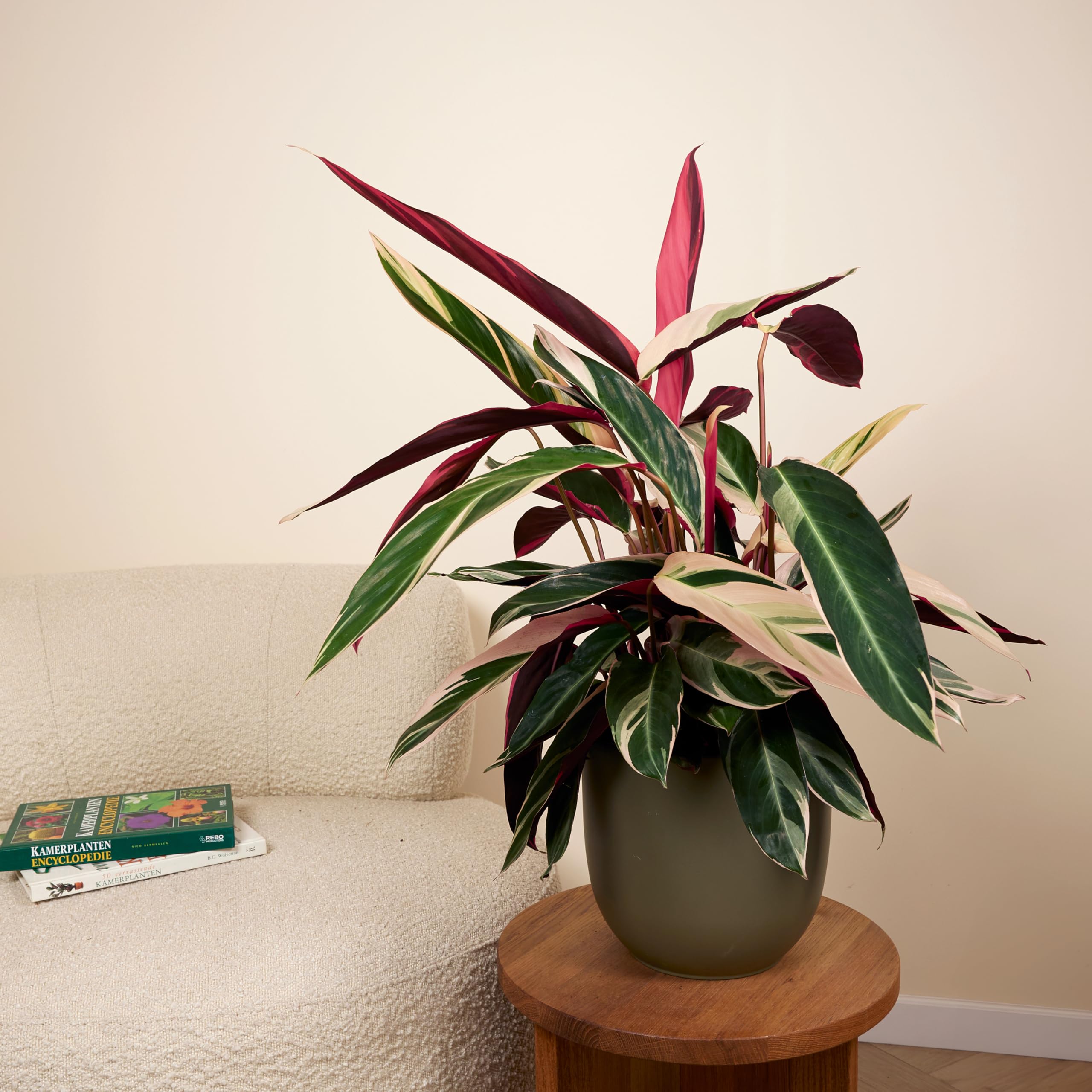 Bloomique - Juego de 2 - Calathea Triostar - Planta Pavo Real - Plantas de Interior - Purifica el Aire - Apto para Mascotas - 40-60 cm de Altura - Maceta de 19 cm