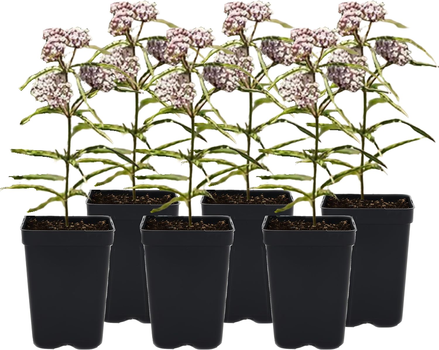 Narrowleaf Milkweed 6 Live Plants (Asclepias fascicularis) – California Native Wildflower for Outdoor Gardens, Monarch Butterfly Host Plant, Drought Tolerant Pollinator Friendly Landscaping