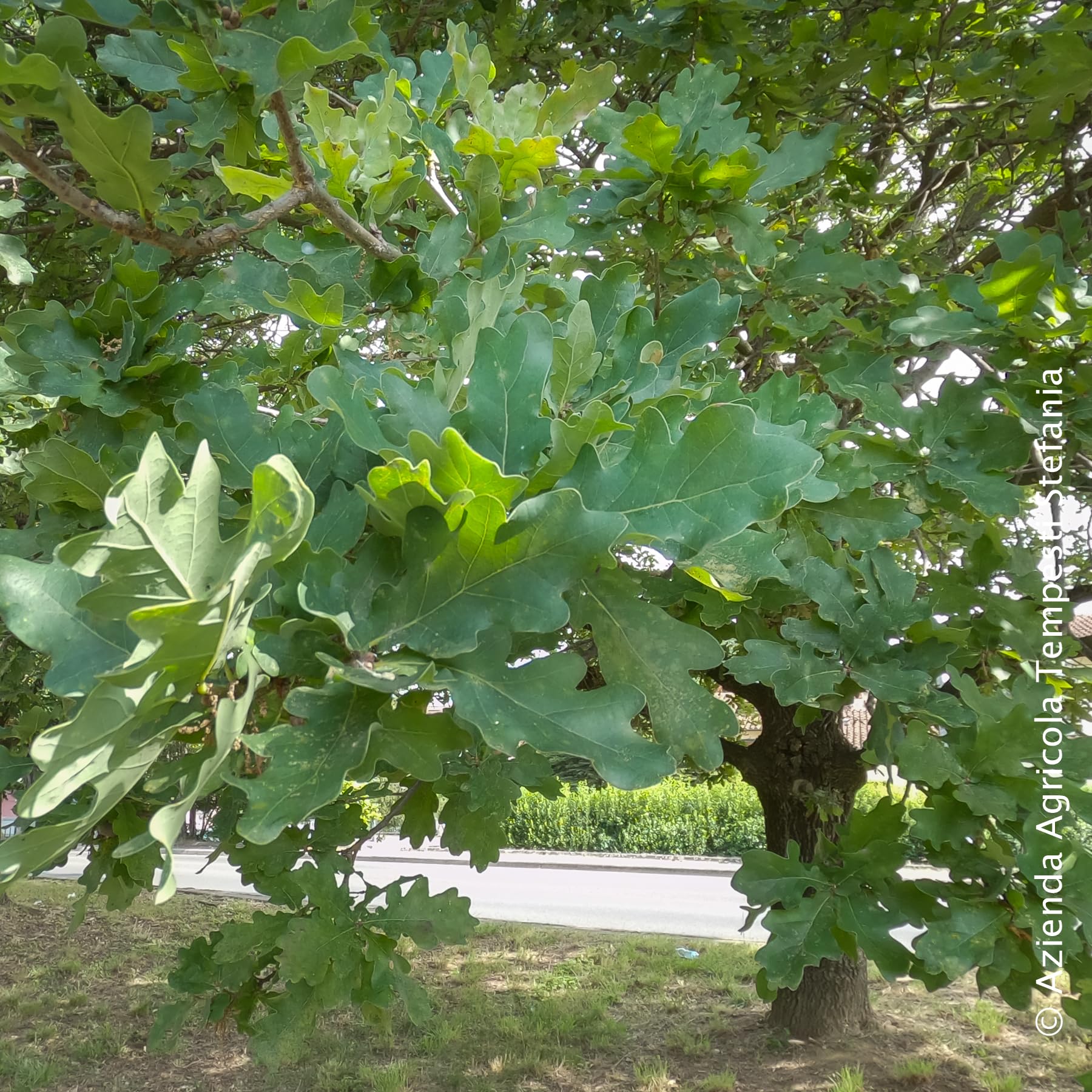 Quercia europea, altezza pianta 60/80 cm, vaso Ø16, Quercus robur
