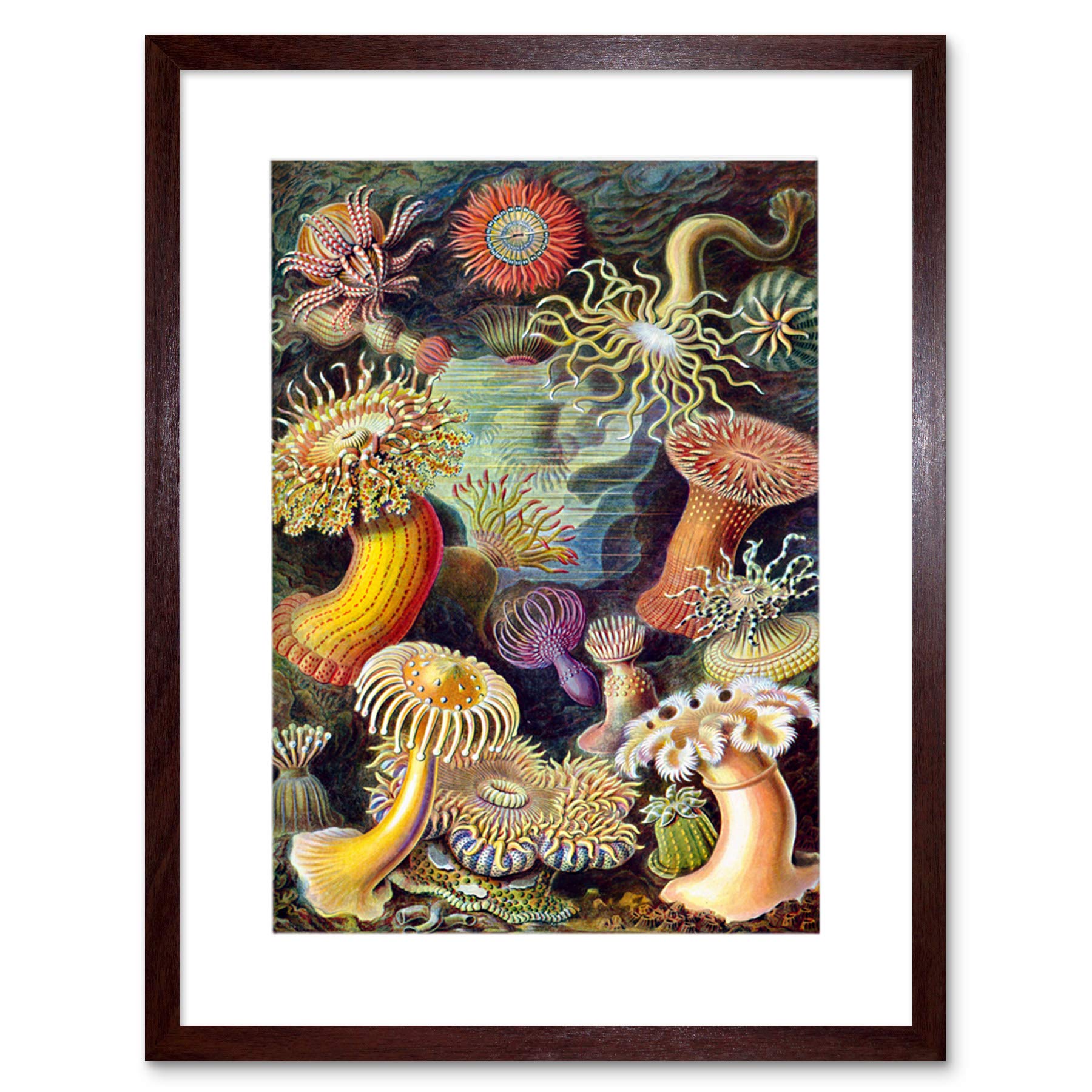 Wee Blue Coo Haeckel Anemone Sea Life Artwork Framed Wall Art Print 12X16 Inch