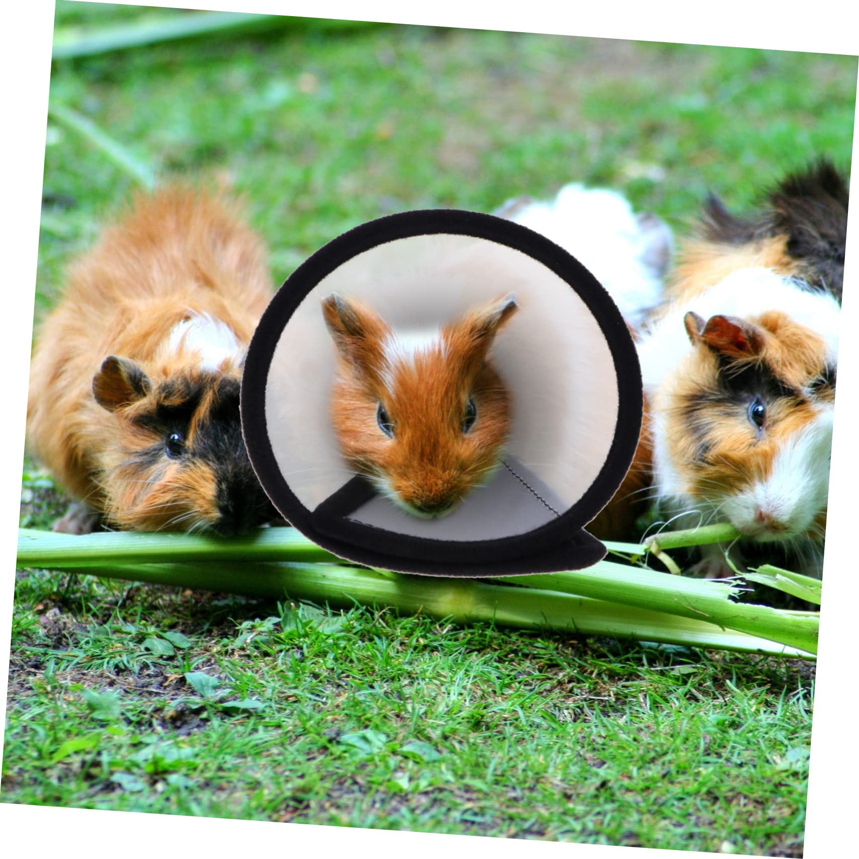 minkissy Lot De 2 Colliers Anti-picage pour Hamster Protection Anti Léchage, Tour De Cou en Matériau Léger, Taille Unique, Accessoires pour Soins Et Récupération des Petits Animaux