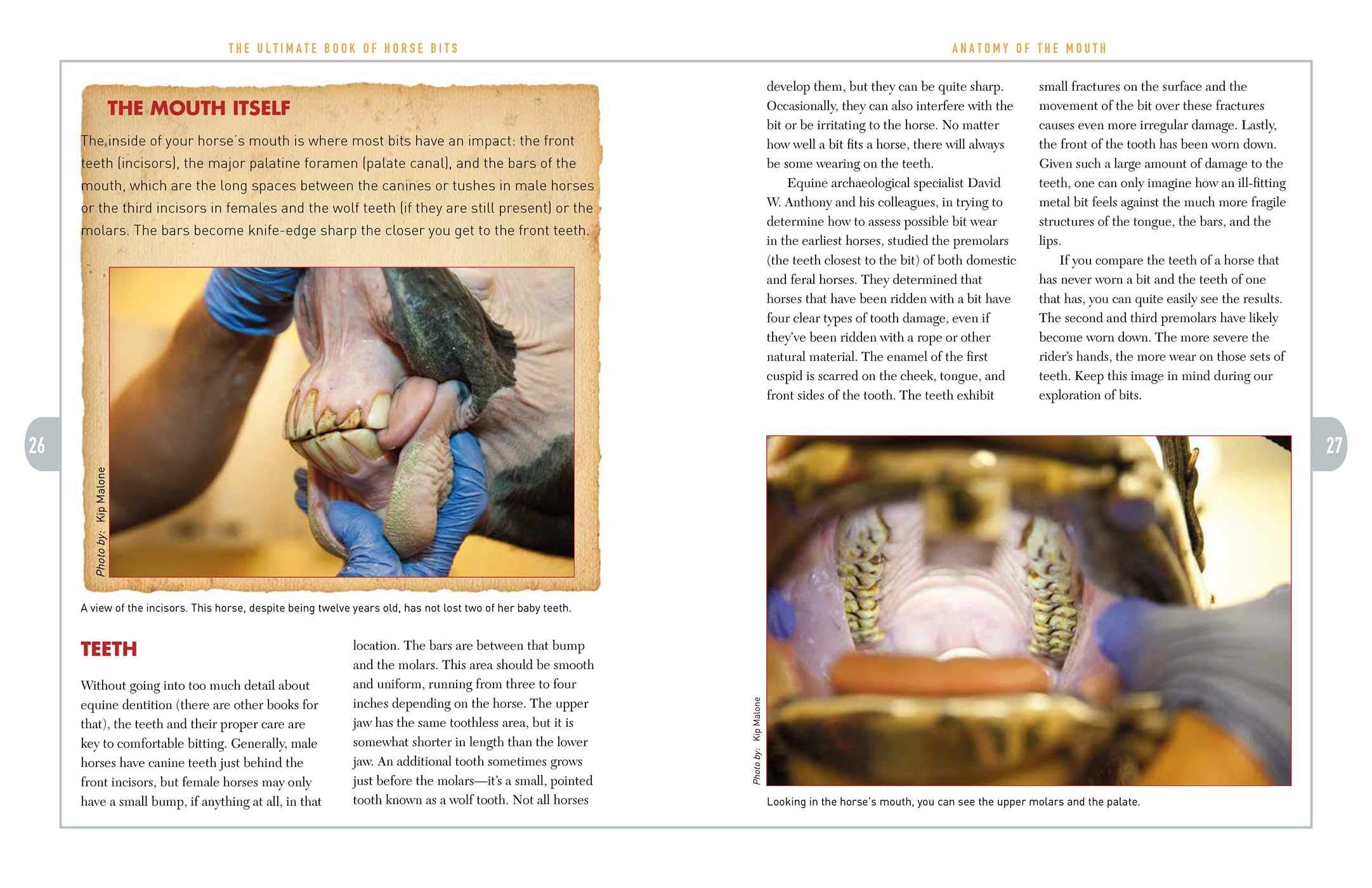 The Ultimate Book of Horse Bits: What They Are, What They Do, and How They Work (2nd Edition)