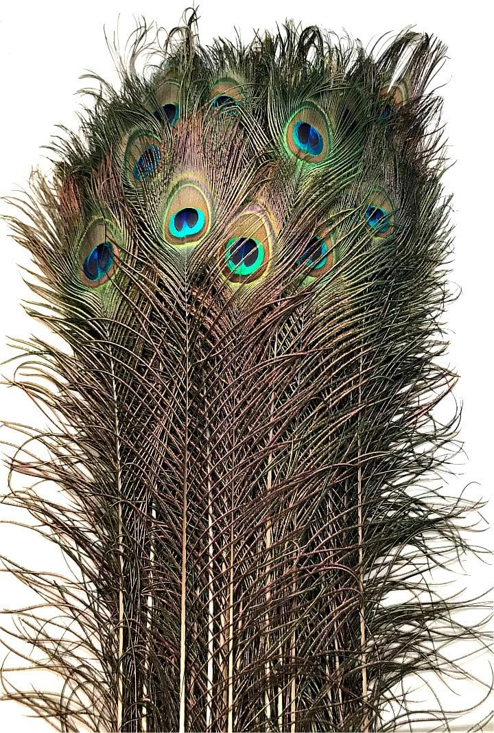 American Feathers Eyed Peacock Tail Feathers 30-35" (500)