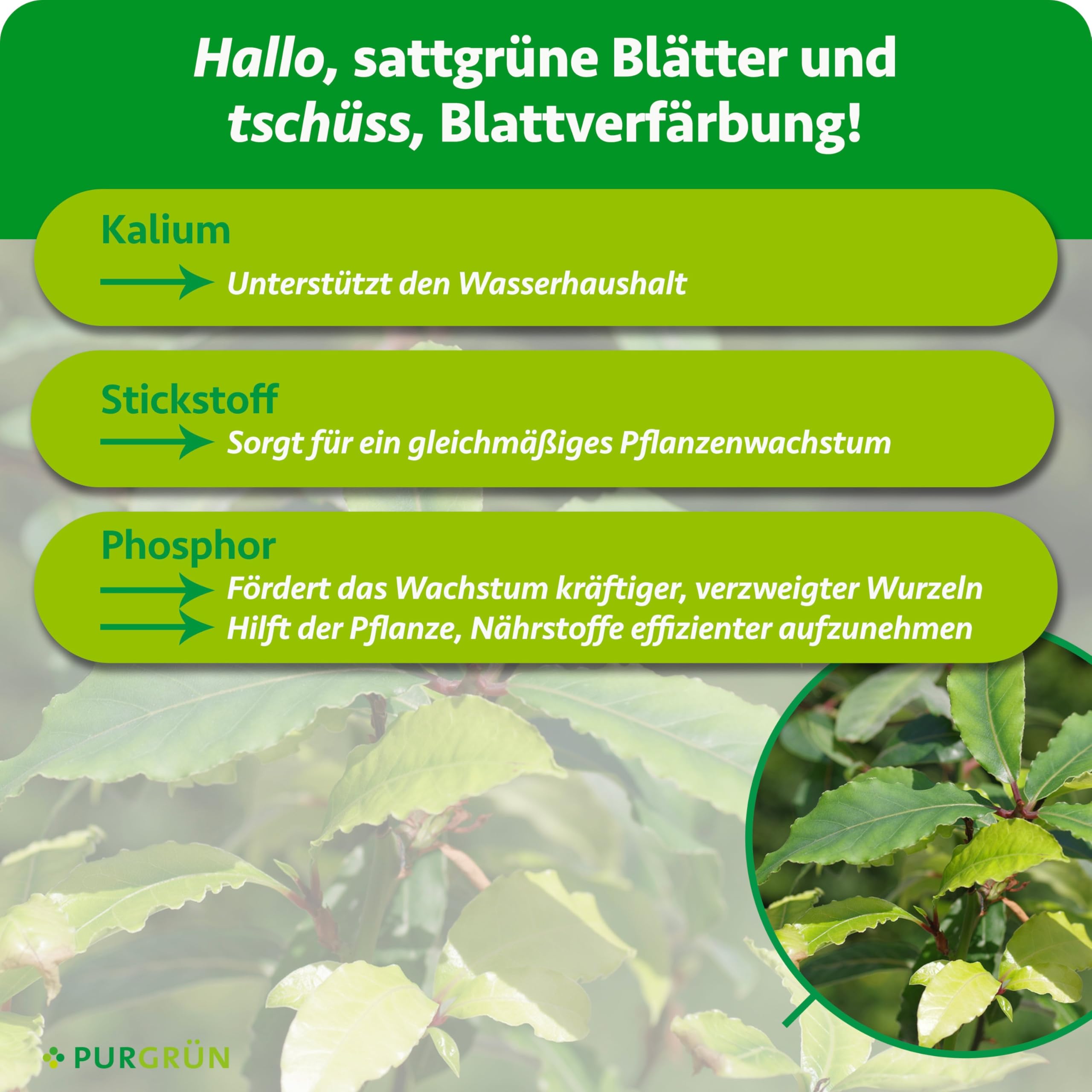 Bio-Lorbeer-Dünger 1 kg – Rein natürliche Rezeptur – Feines Krümelgranulat – NPK 6+2+7 – Extra Magnesium für leuchtend grüne Blätter – Verbessert die Bodenqualität - Für bis zu 6 Pflanzen