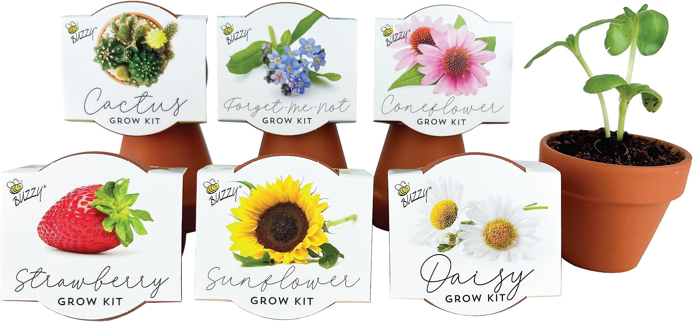 BUZZY Seeds Terracotta Mini Grow Pots Herb, Plant, Flower