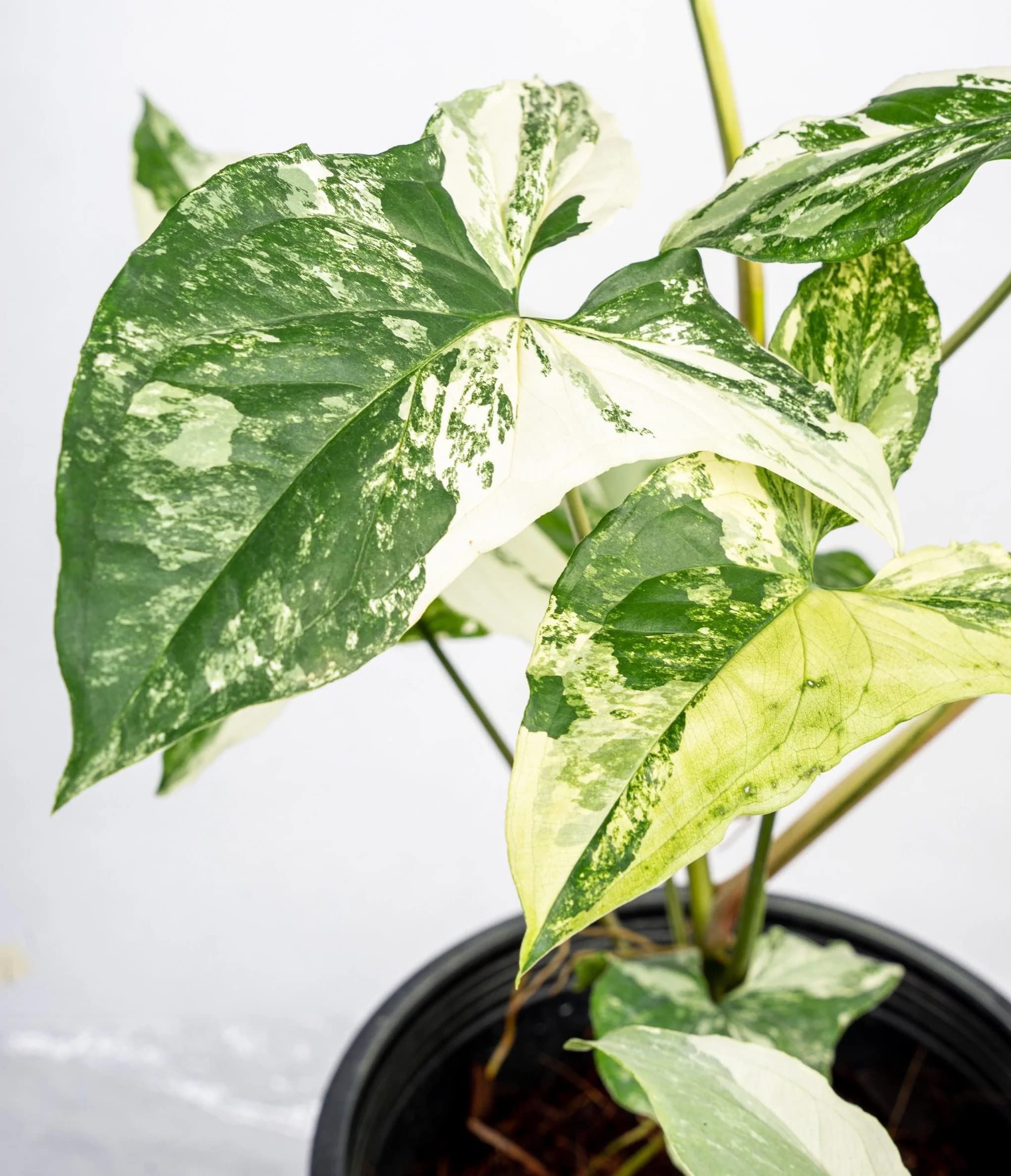 The Four Seasons Syngonium Albo Variegated Rare Natural Live Plant in Pot (B0BK28R7J5) Amazon Price History, Amazon Price Tracker