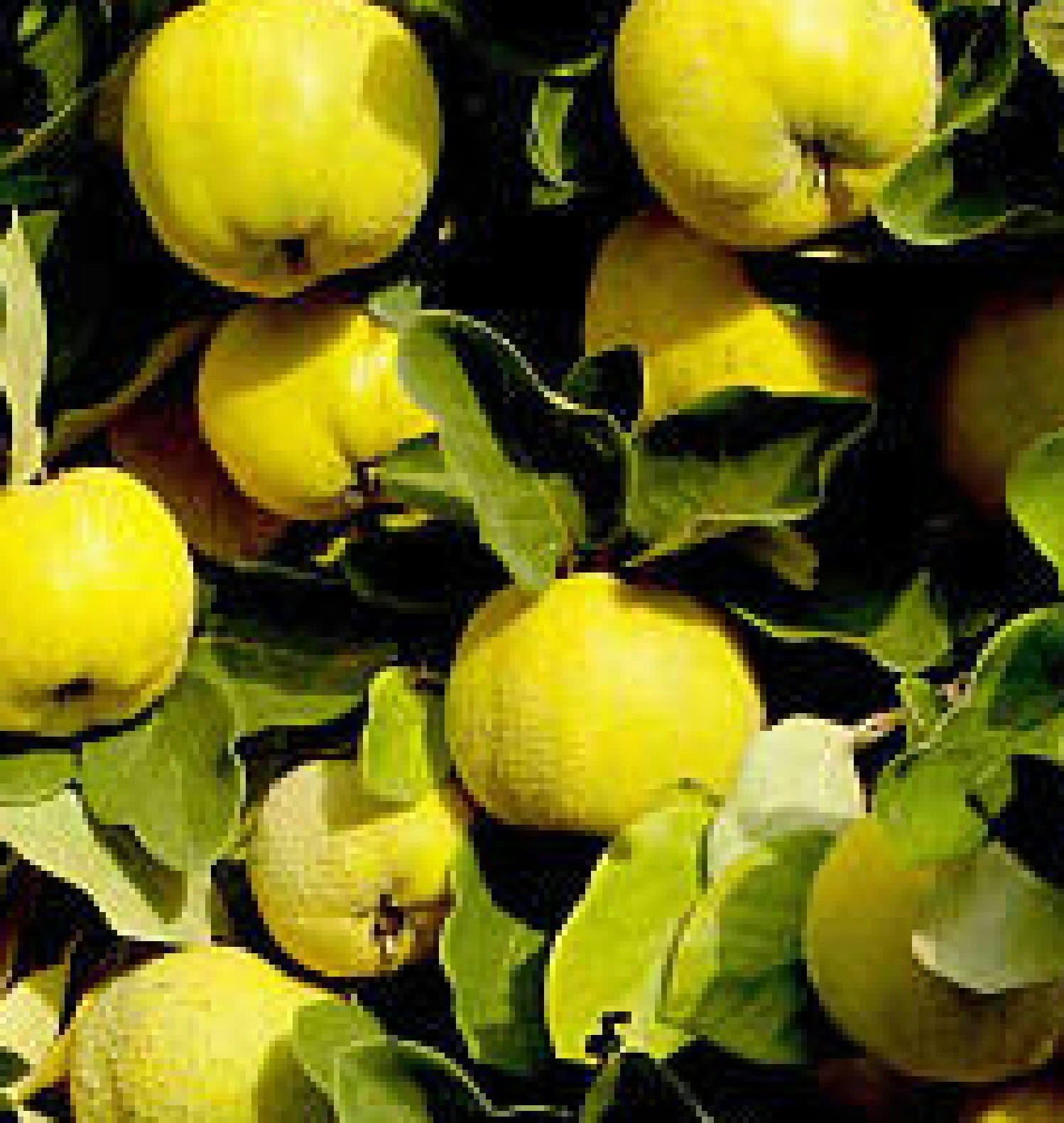 Le Page Quince Heirloom Fruit Tree Seedling Hardy Edible Pear Family Live Plant