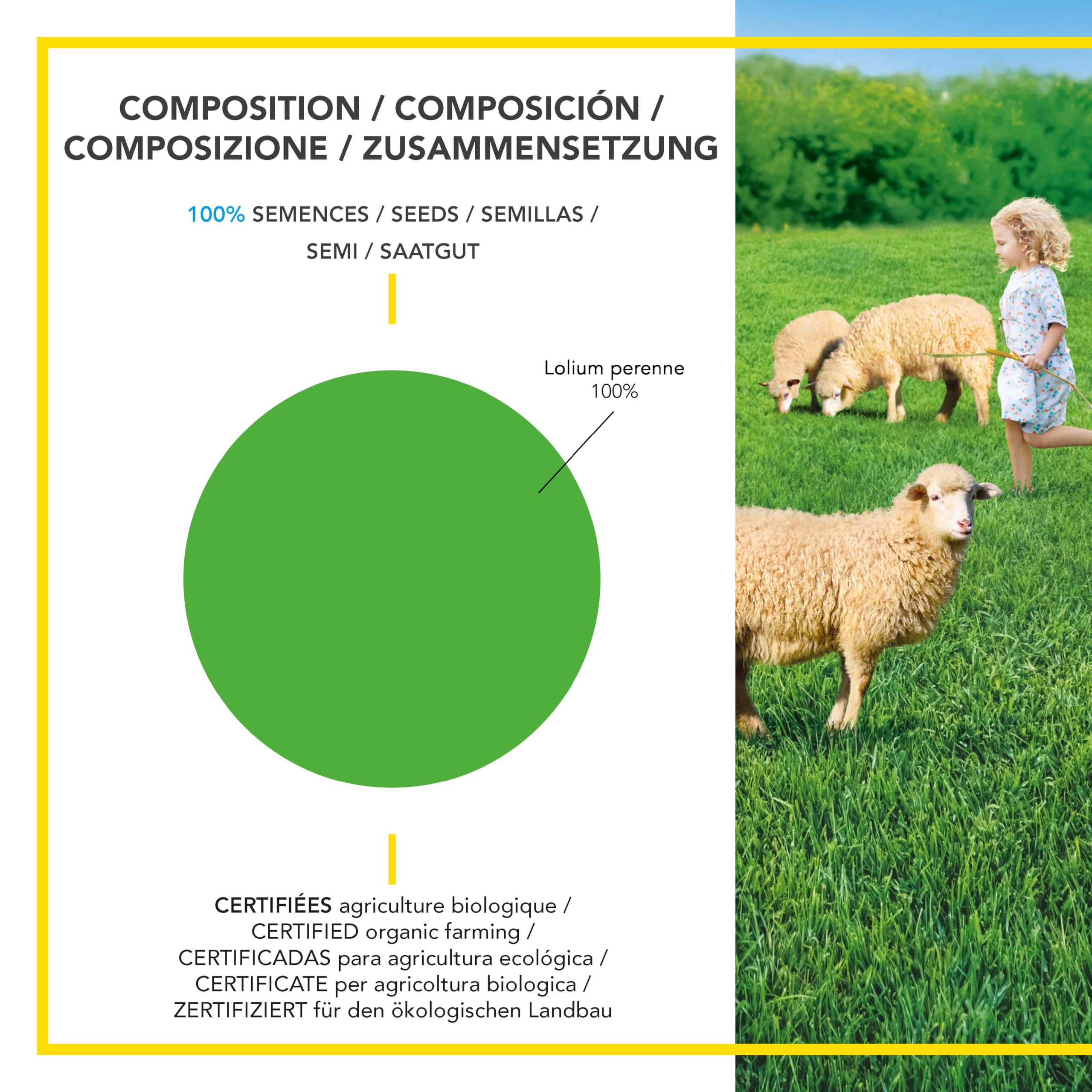 BARENBRUG - Pradera 100 % Raigrás Inglés BIO - Instalación Rápida - Polivalente y Apetente - Muy Buena Durabilidad 4 años o más - Fabricado en Francia - 10 Kg
