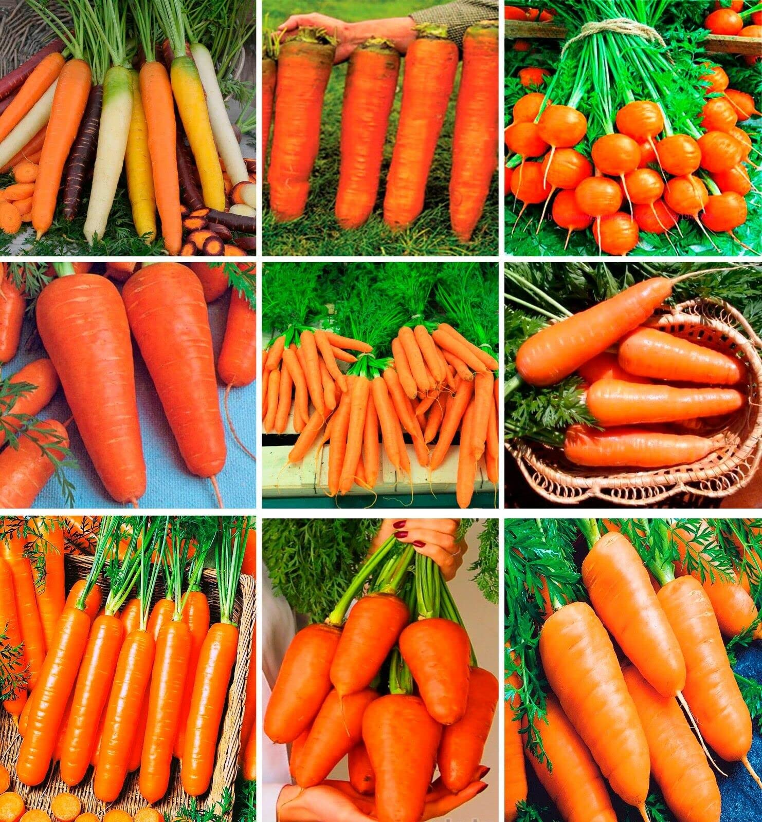 M-Tech Gardens Rare Carrot " Rainbow Mix " Exotic 40 Vegetable Seeds for Growing