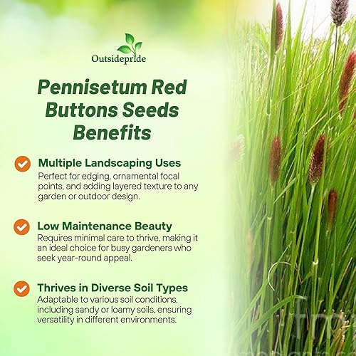 Miniatura 2 de Outsidepride - 25semillas de la hierba ornamental perenne Pennisetum thunbergii (Red Buttons) para sembrar