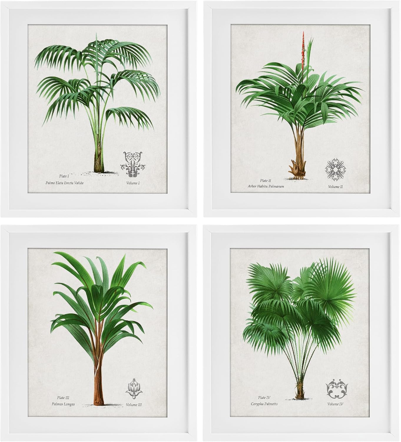 Stupell Industries 'Palm Varieties Studies', 4pc Framed Print Under Glass Set, White, 13 x 16, Ready to Hang Picture Décor, USA Made, By Artist Natalie Carpentieri