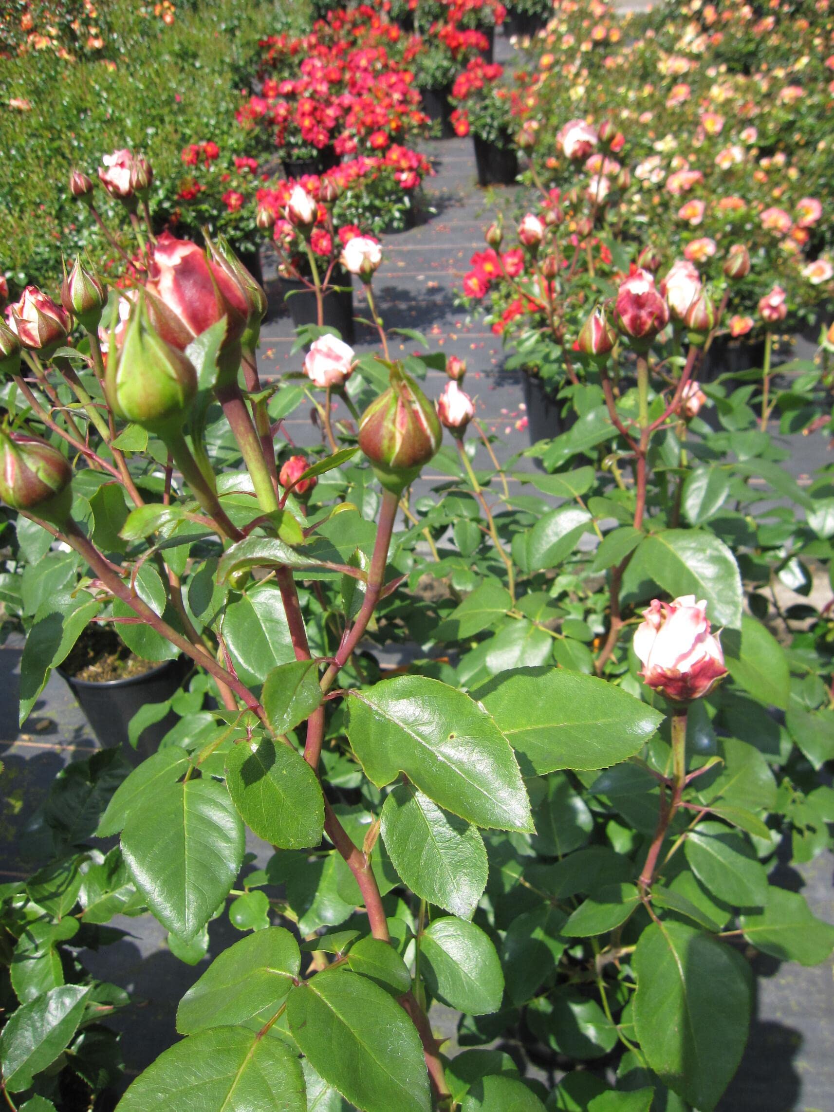 Rosa Oh Happy Day ® - Edelrose ® - Eleganza Antique - Cordes Rose