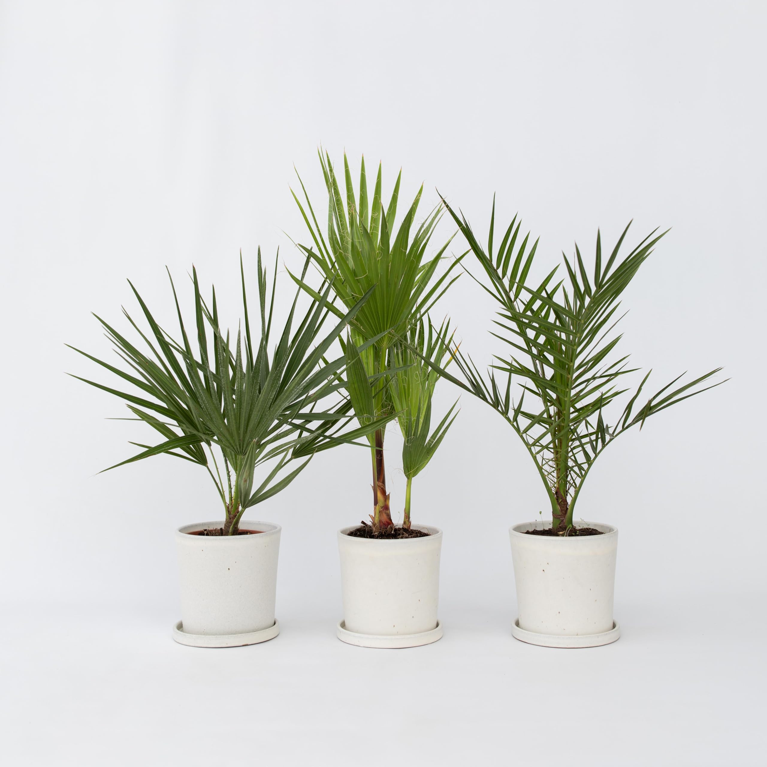 Plant in a Box - Palmiers d'extérieur - Mélange de 3 plantes - Pot 15cm - Hauteur 50-70cm