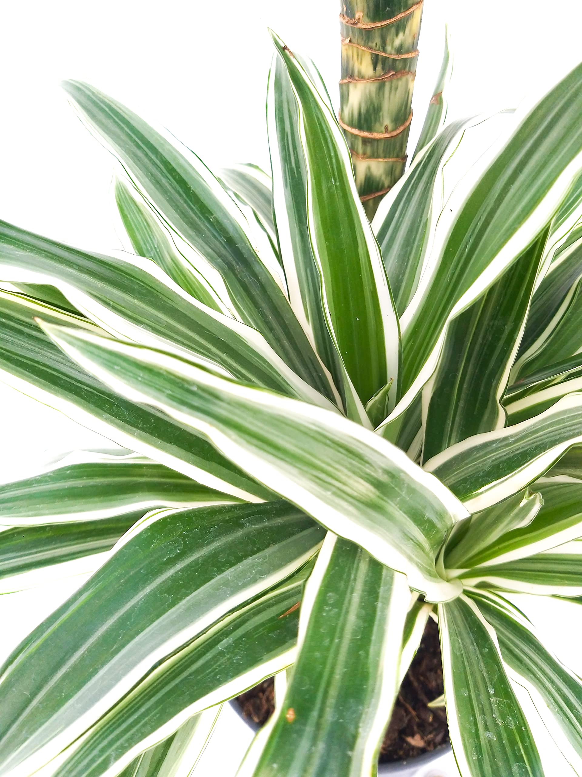 POWERS TO FLOWERS - DRACENA WHITE, 2 TRONCHI, pianta vera