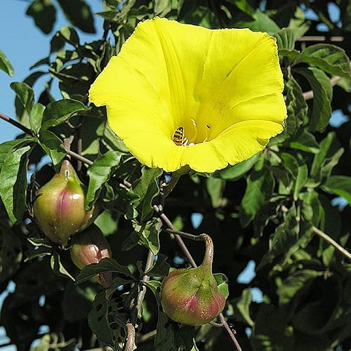Miniatura 2 de CHUXAY GARDEN Yellow Morning Glory - Semillas de flores 100 semillas llamativas plantas silvestres nativas excelente adición al jardín