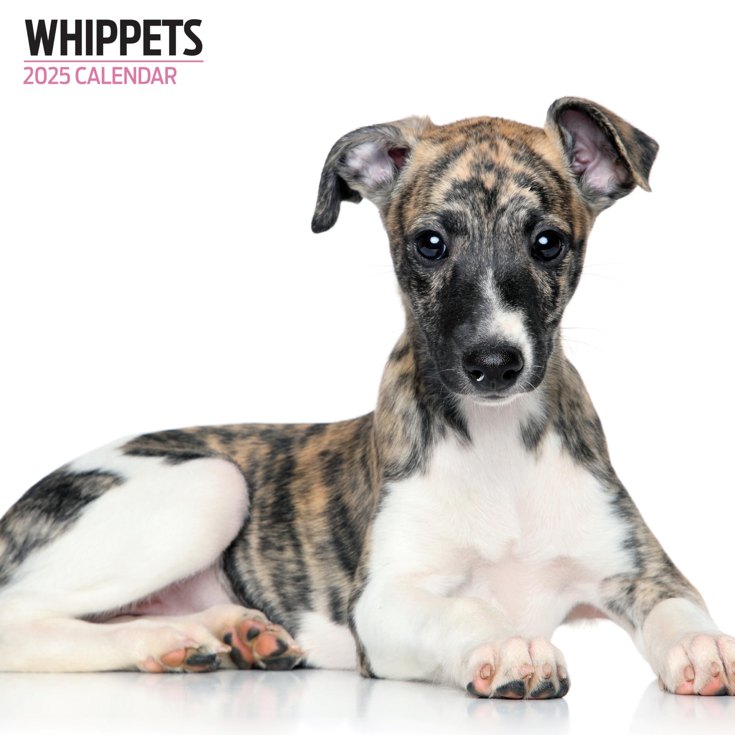 Whippets 2025 Modern Calendar