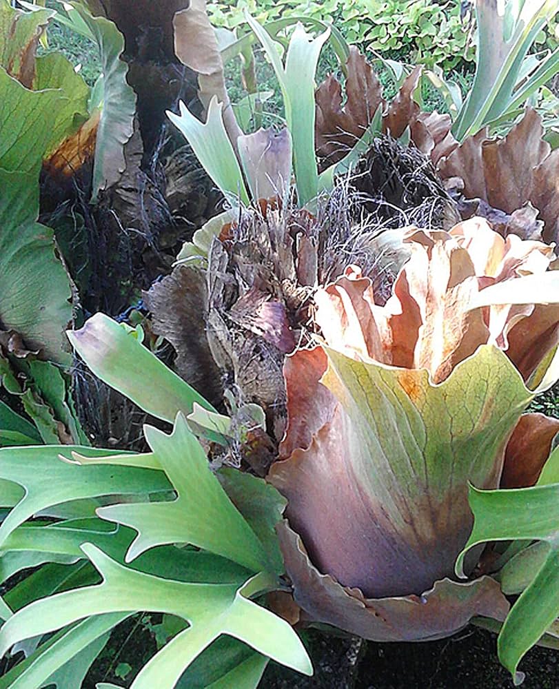 Amazon.com : Stag-Horn Fern Spore Platycerium bifurcatum Grow Your