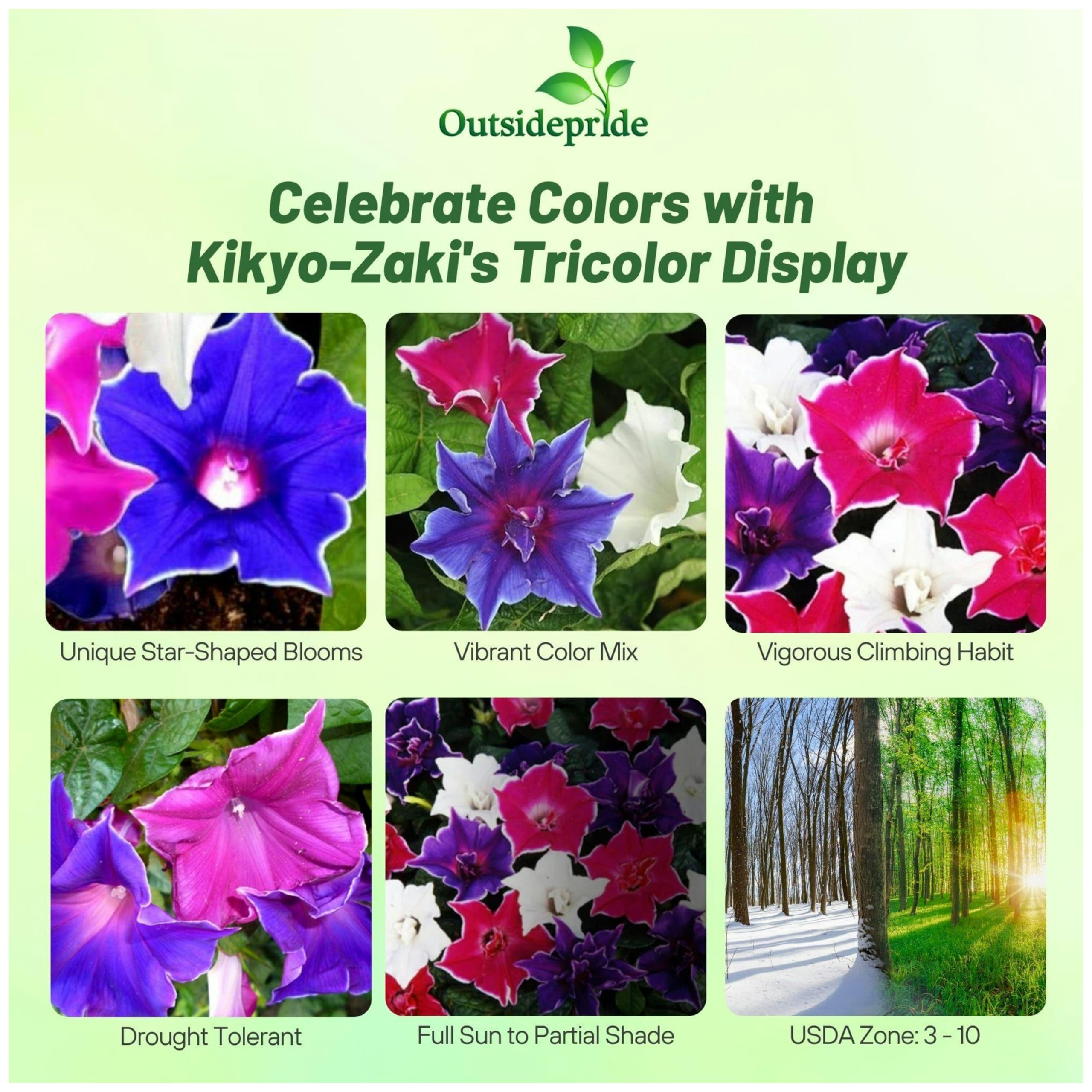 Amazon.com : Outsidepride Kikyo-Zaki Morning Glory Seeds - 50 Pcs